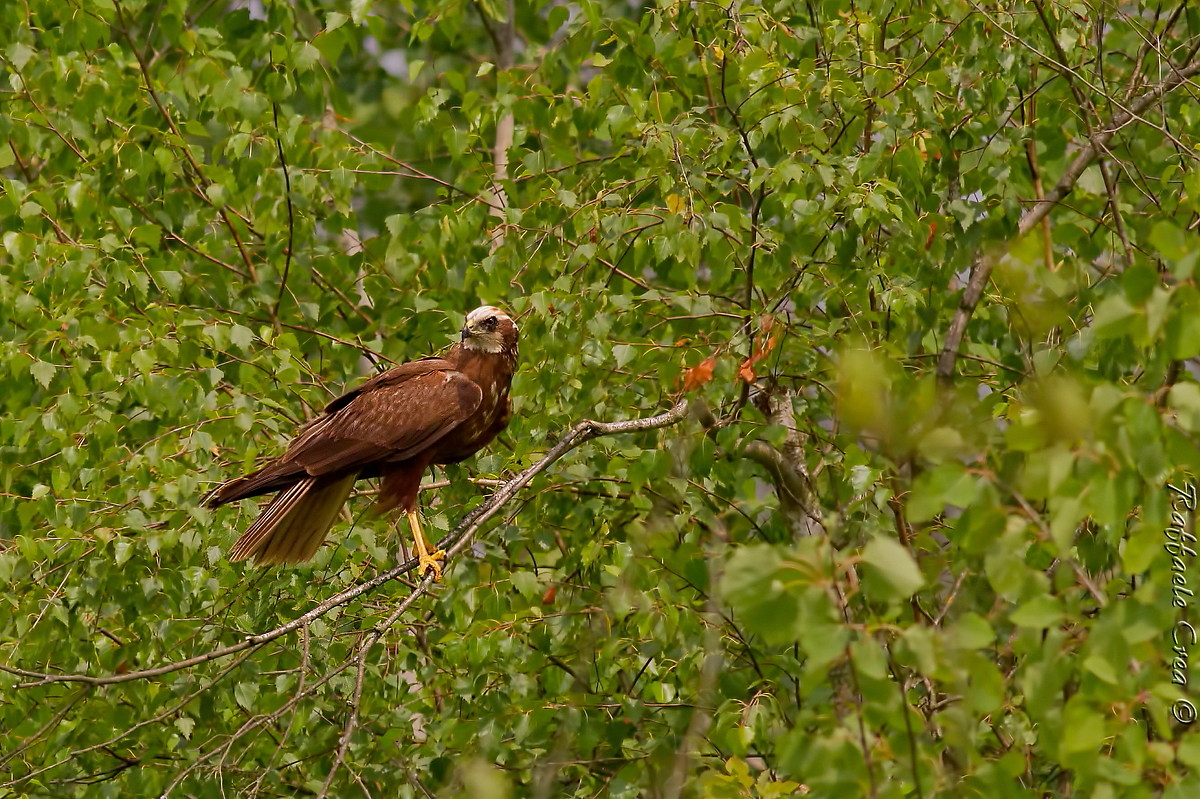 Falco di palude nel verde