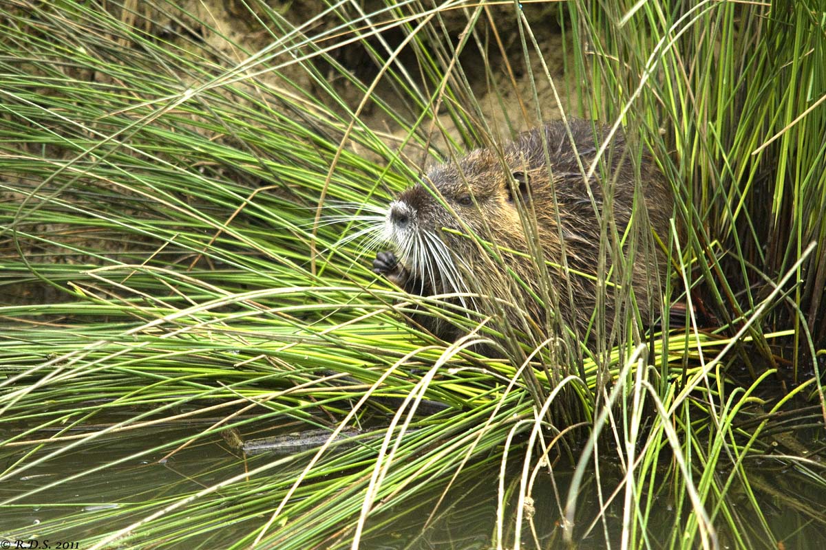 The Meal of Nutria