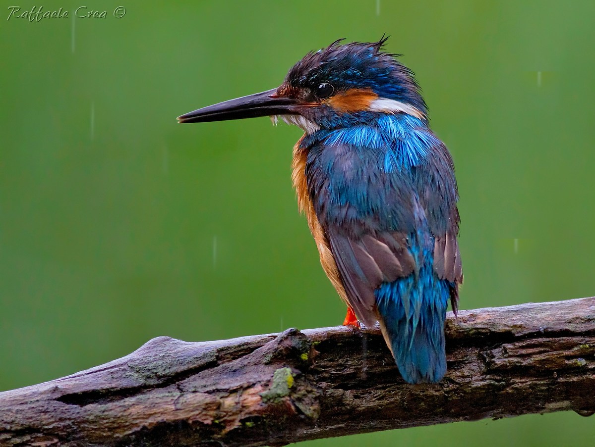 Martin Pescatore:Come Pioveva