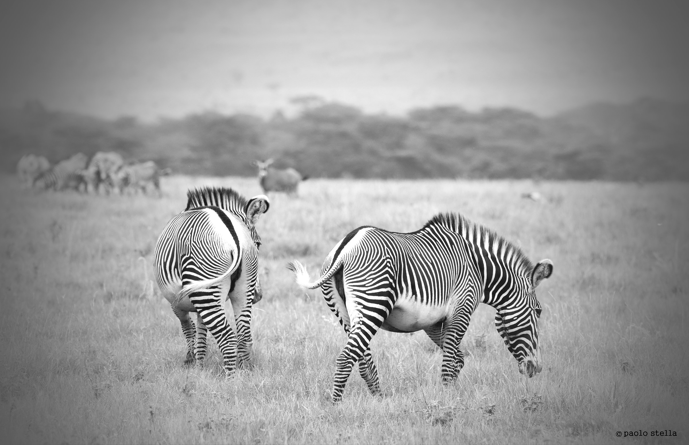 Grevy's Zebras