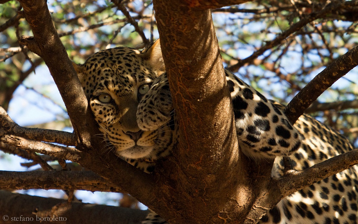 Leopardo - Samburu - Kenya