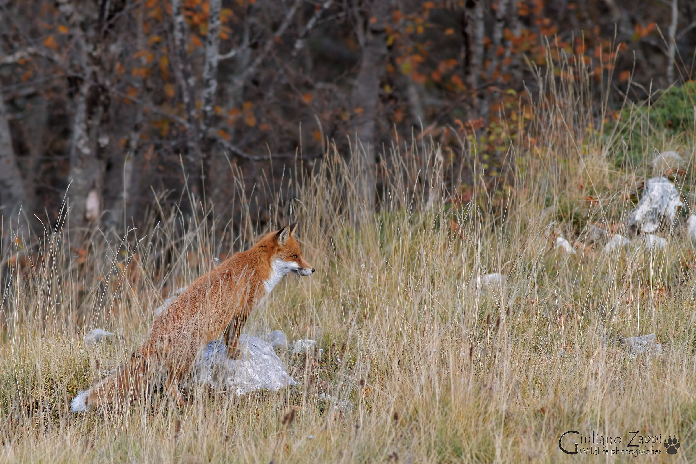 The colors of the forest