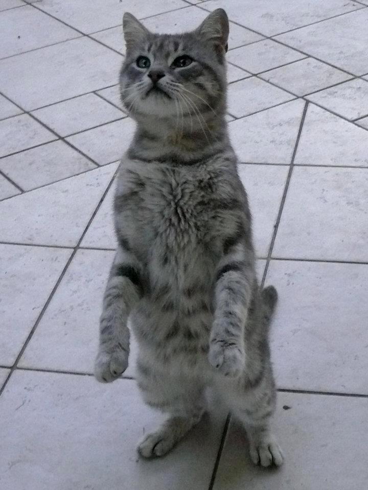 sono un bipede anche io!