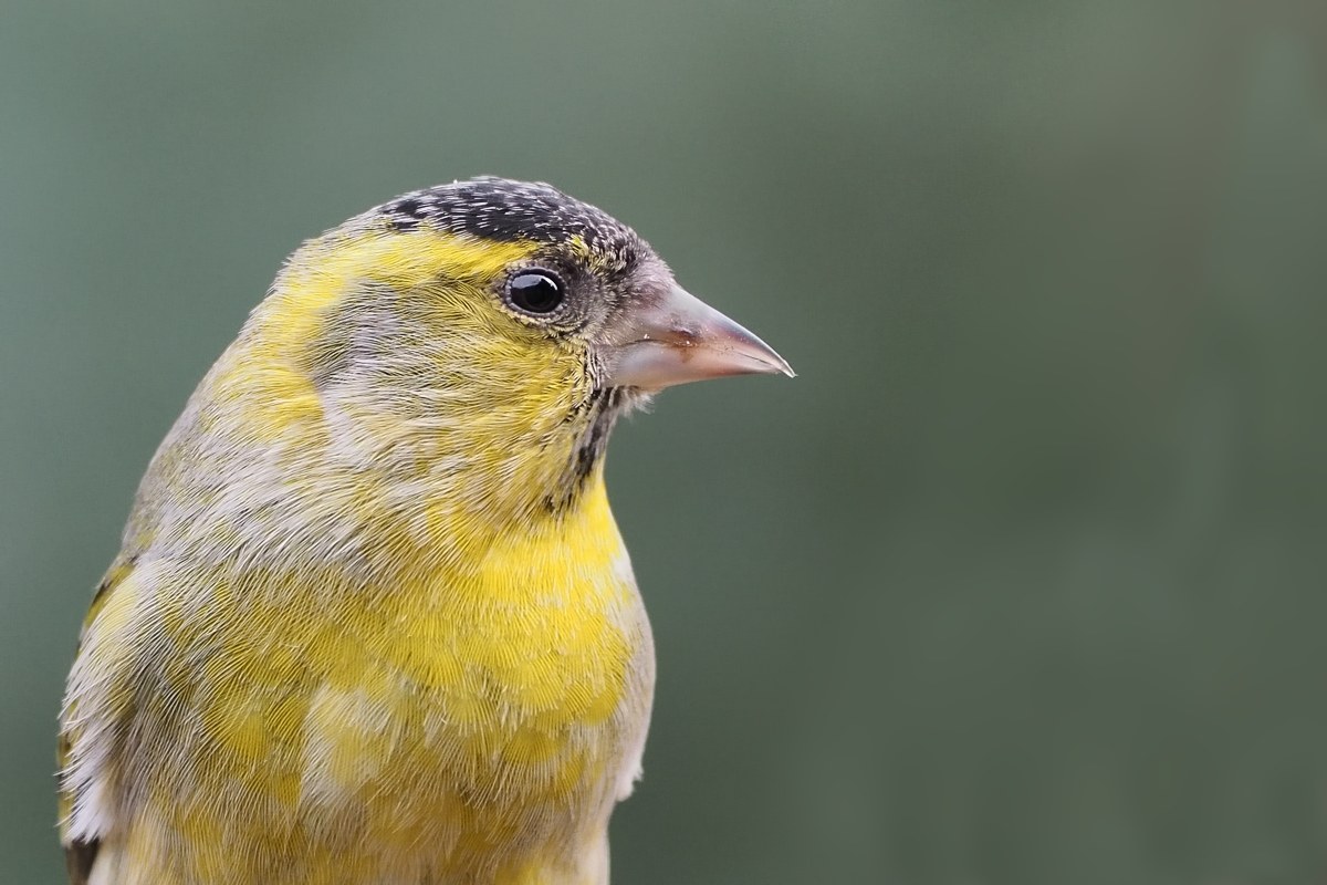 siskin portrait