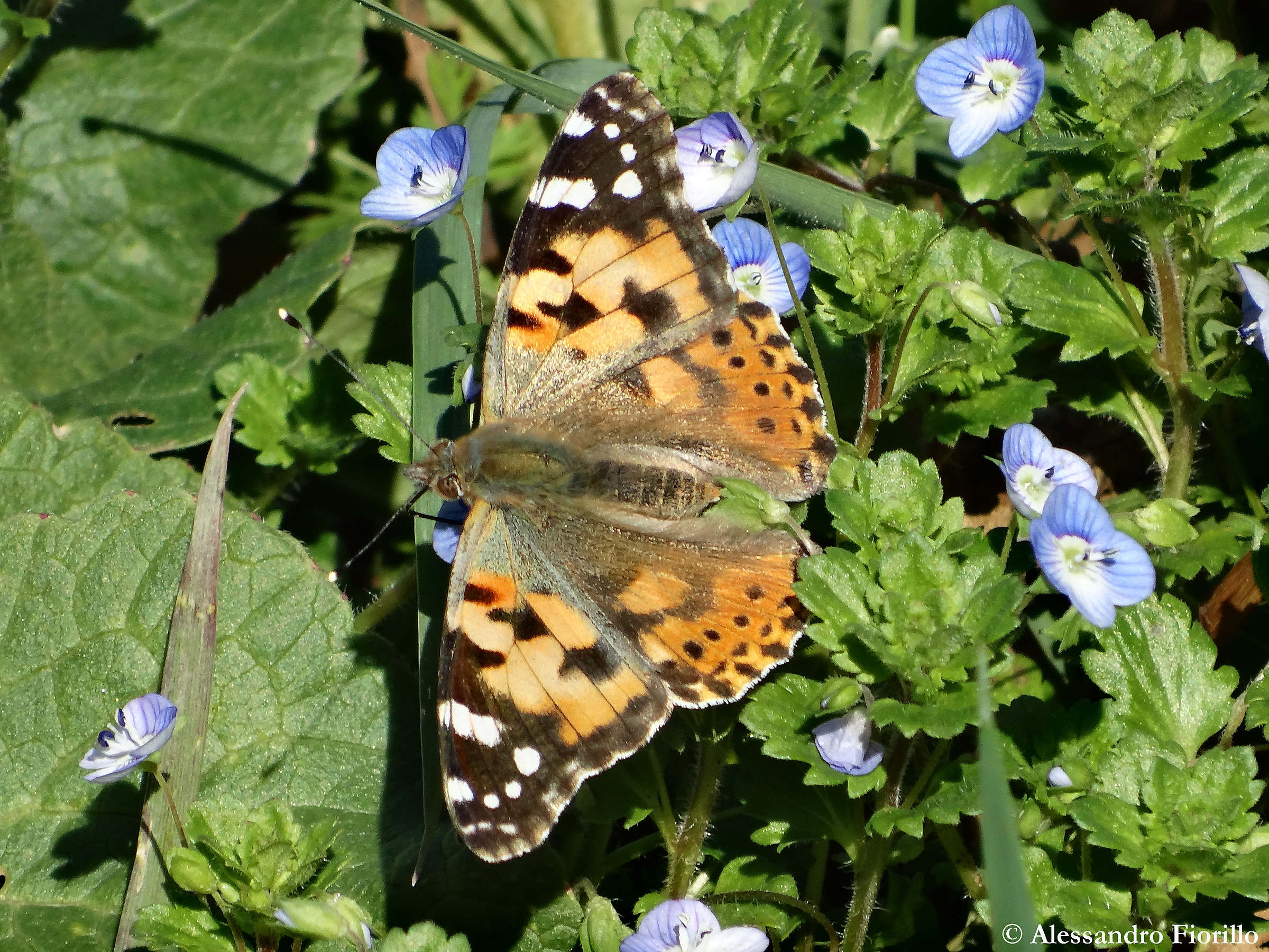 Vanessa cardui su Veronica persica.