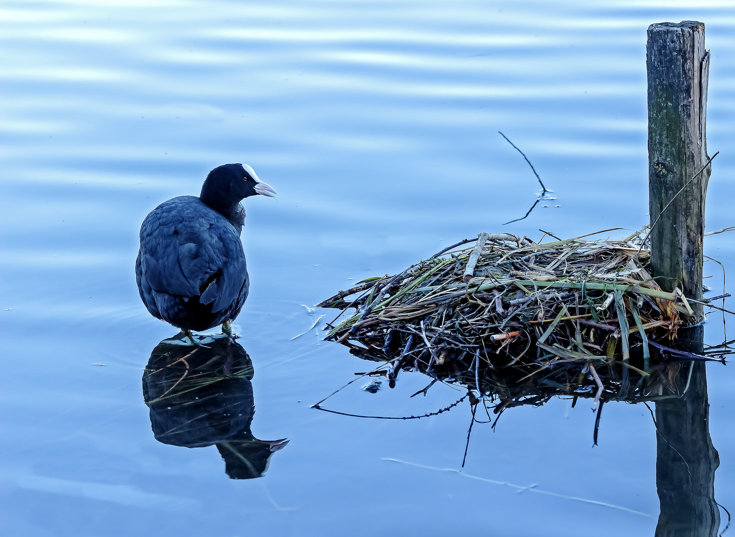 The nest Coot is ready