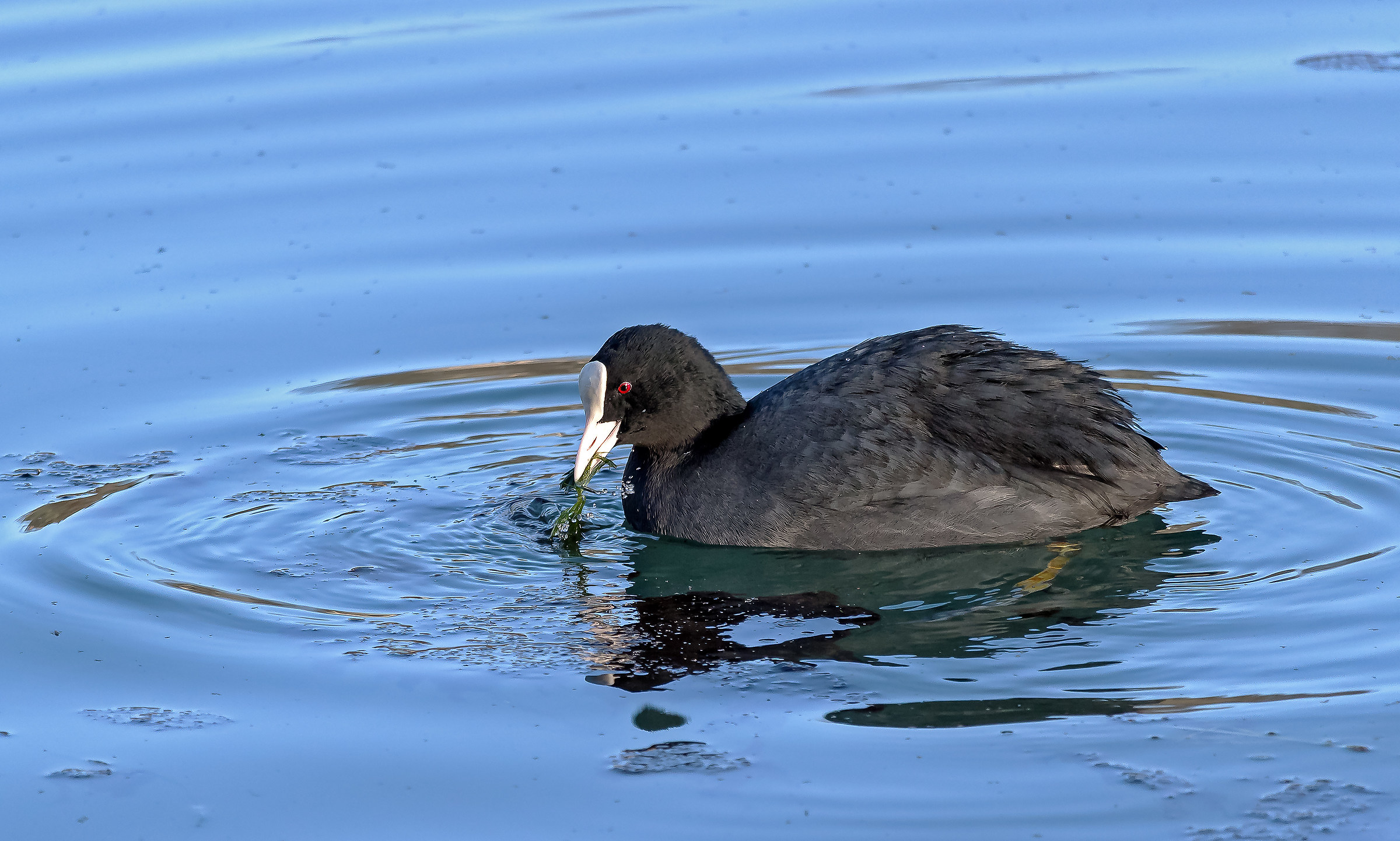 Collecting materials for the nest.
