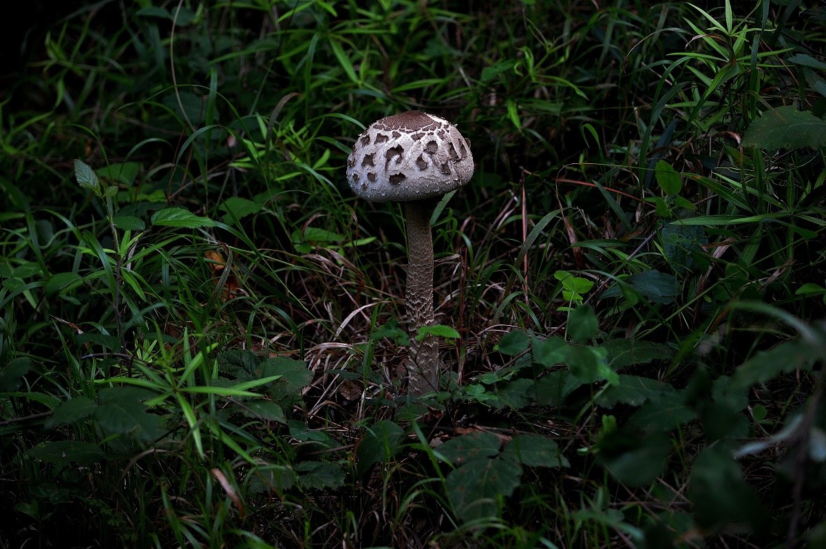macrolepiota procera