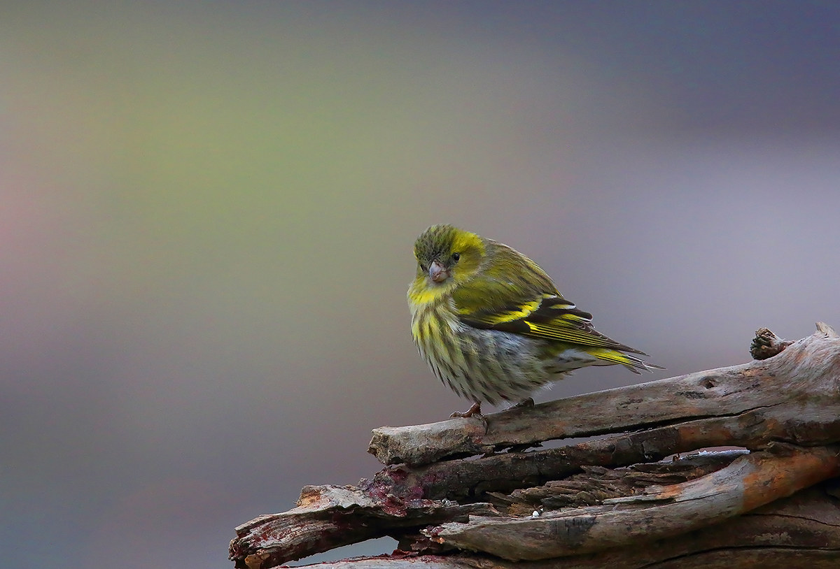 siskin