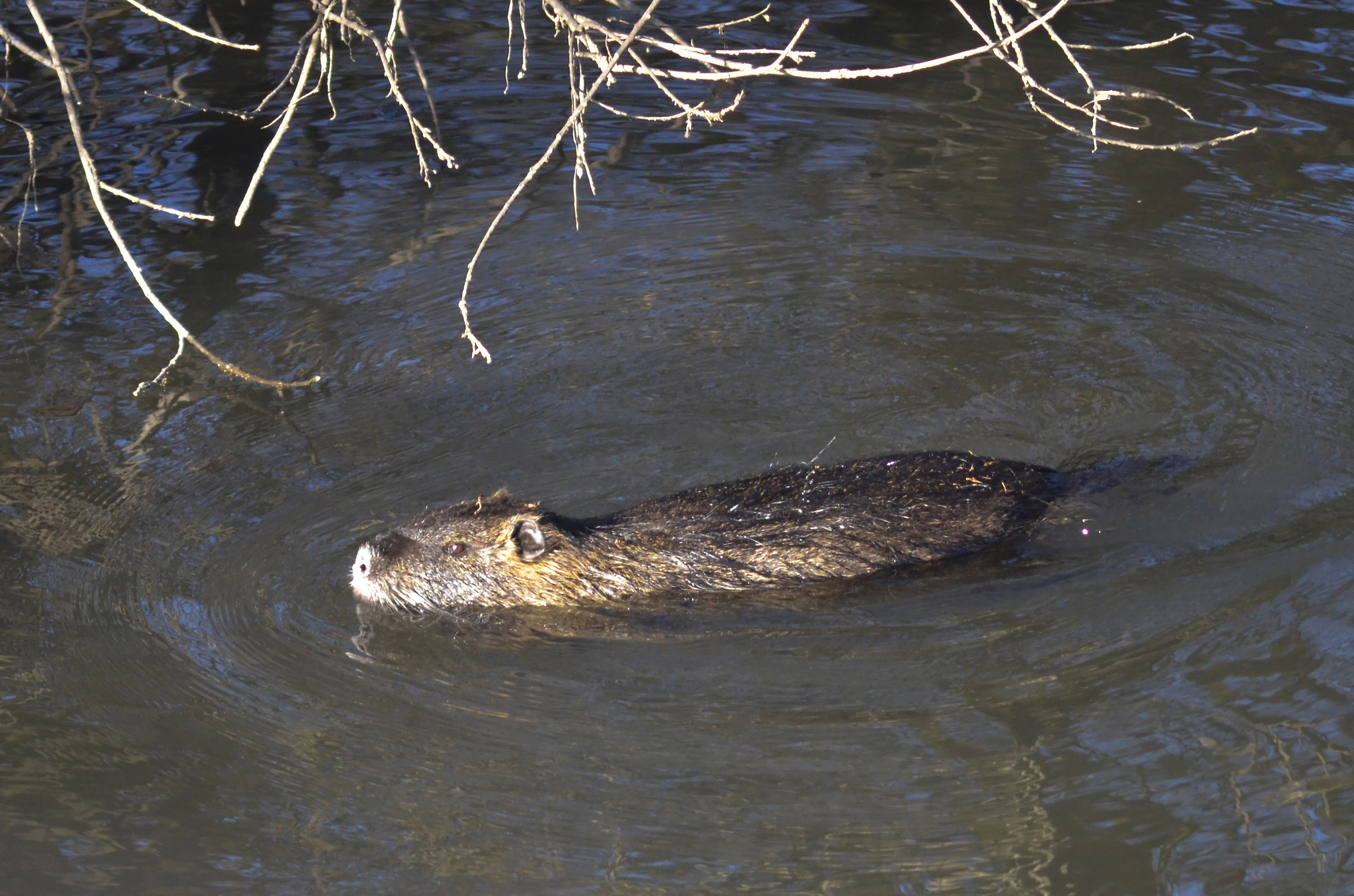 giovane nutria