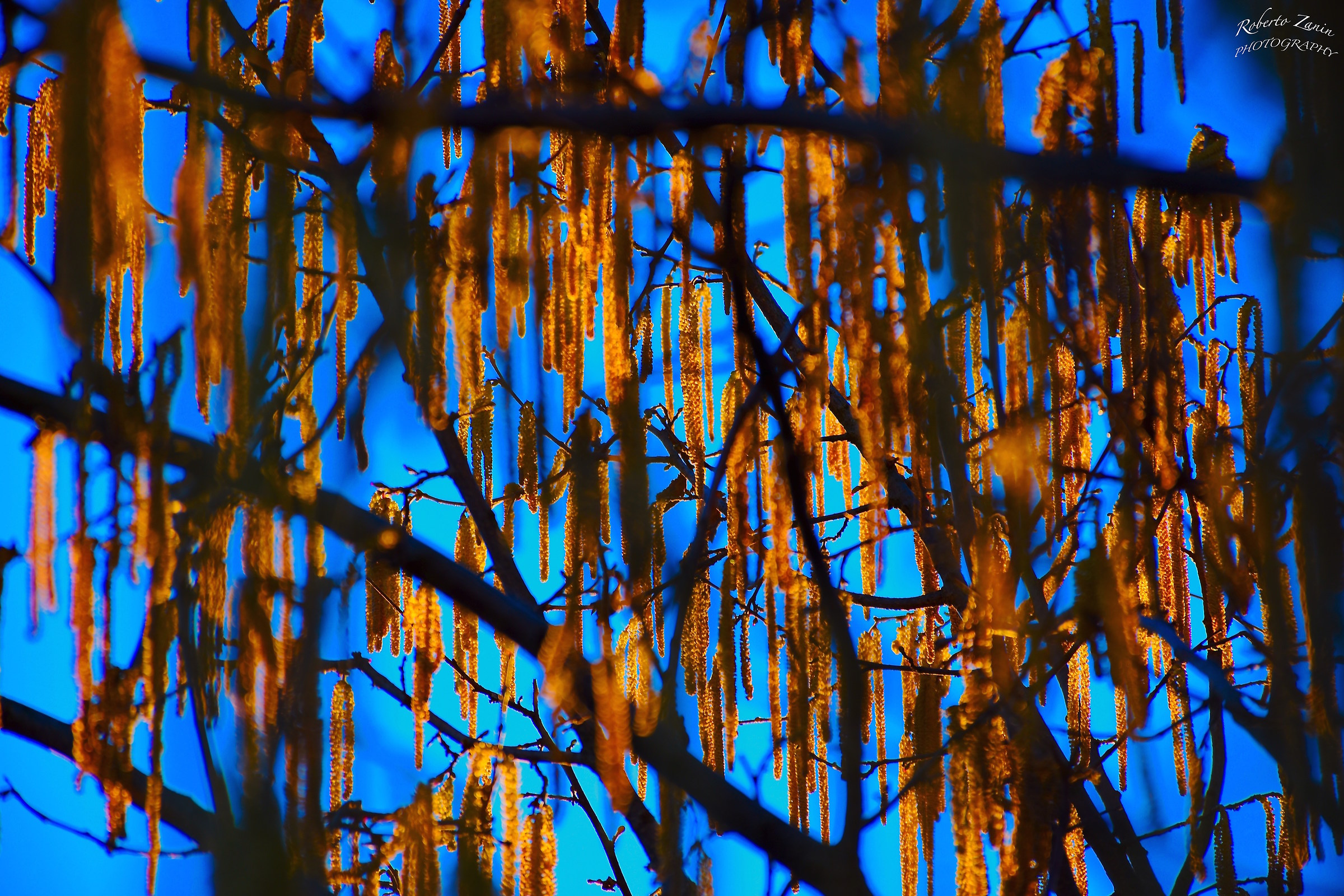 Tramonto....... fra noccioli invernali