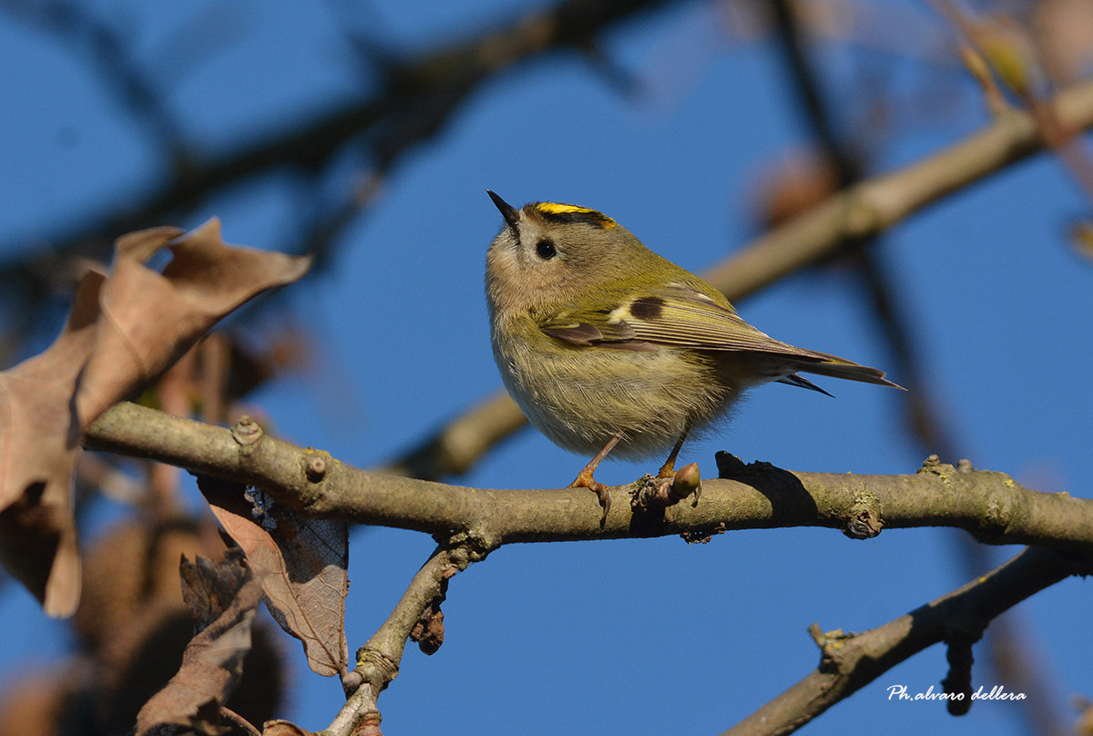 primo : rispetta i/le regoli/e