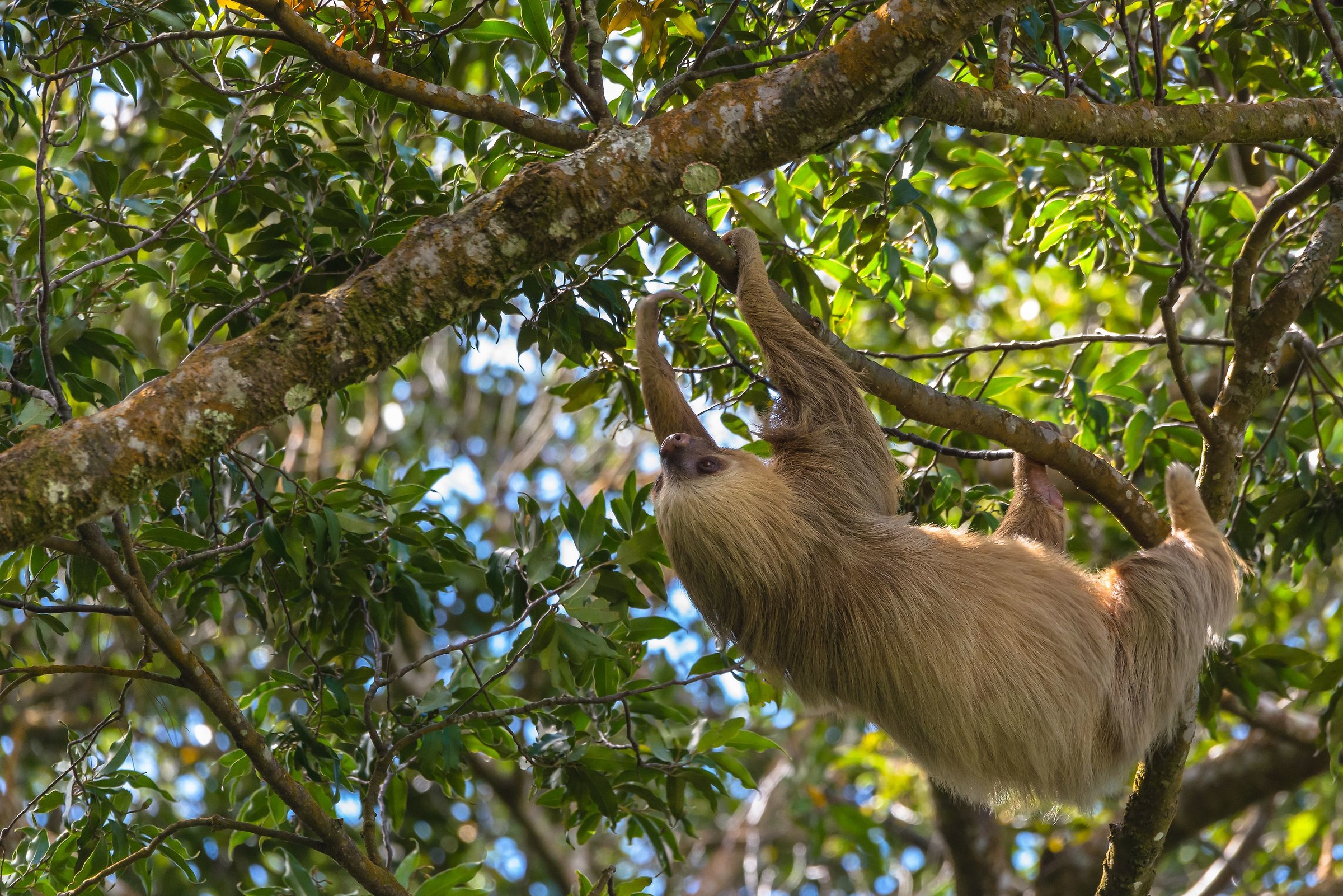 Two-toed sloth in the wild