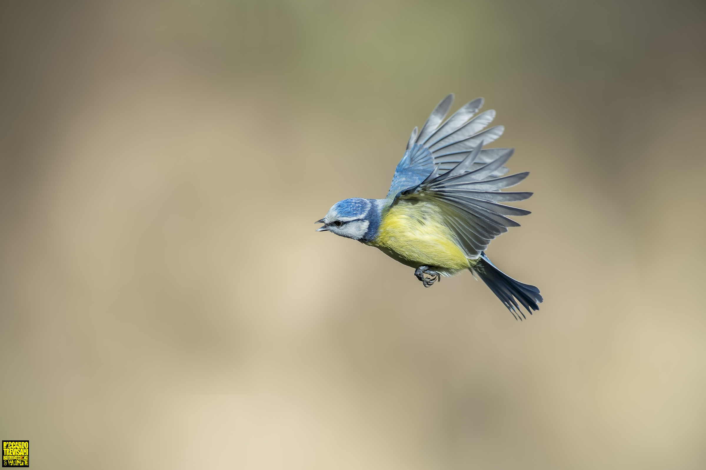 tit flying