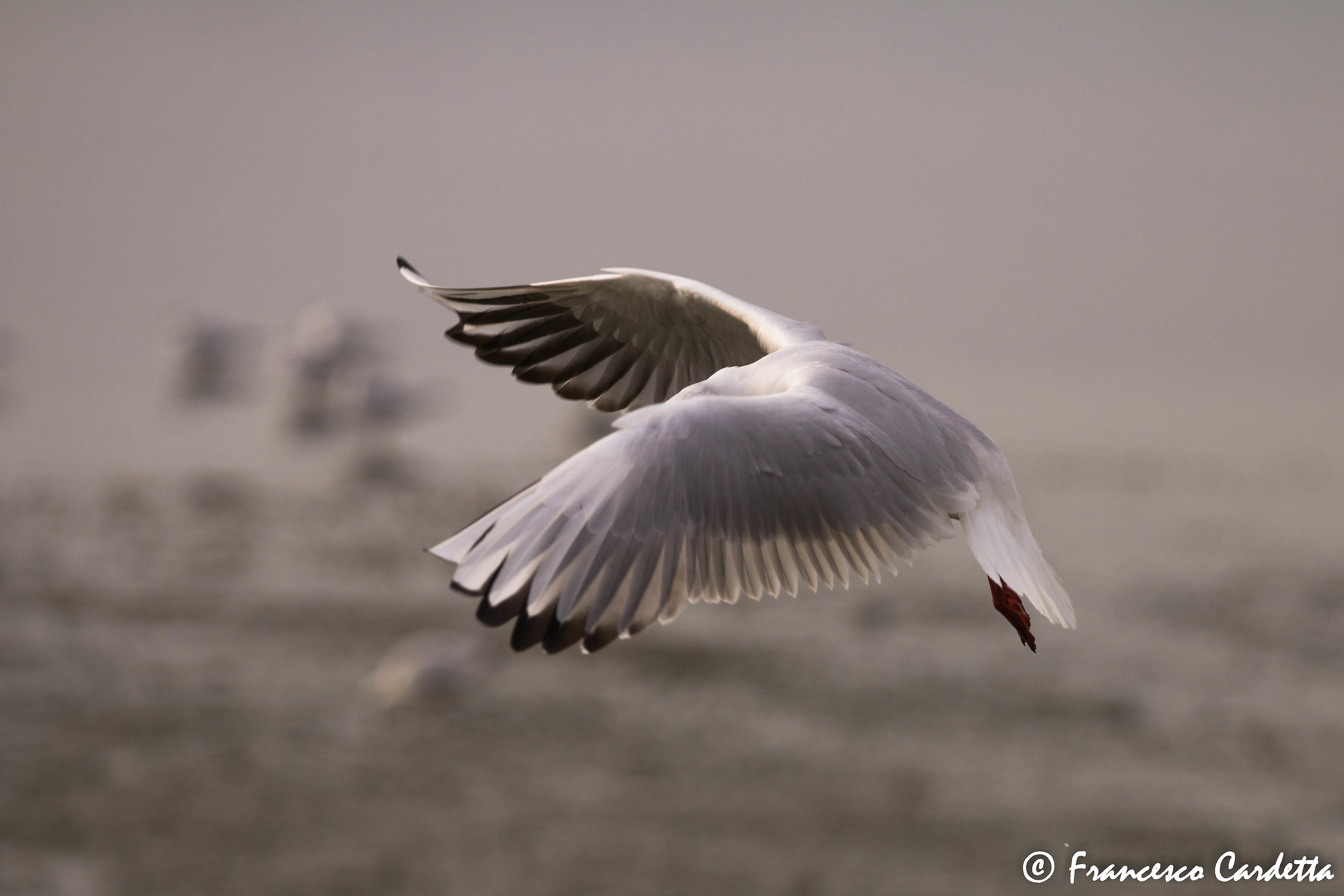 Panning of a seagull