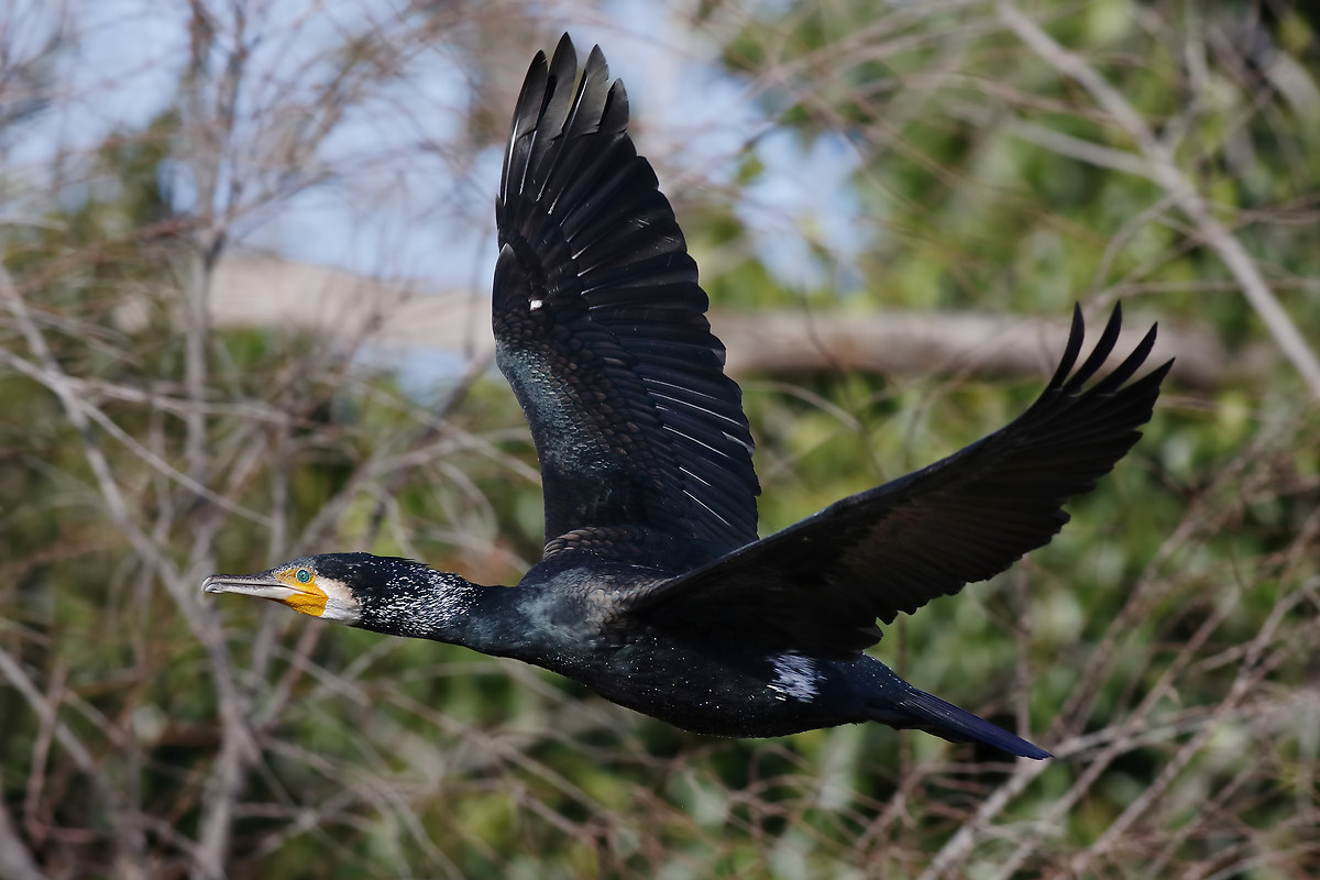 Cormorano in volo