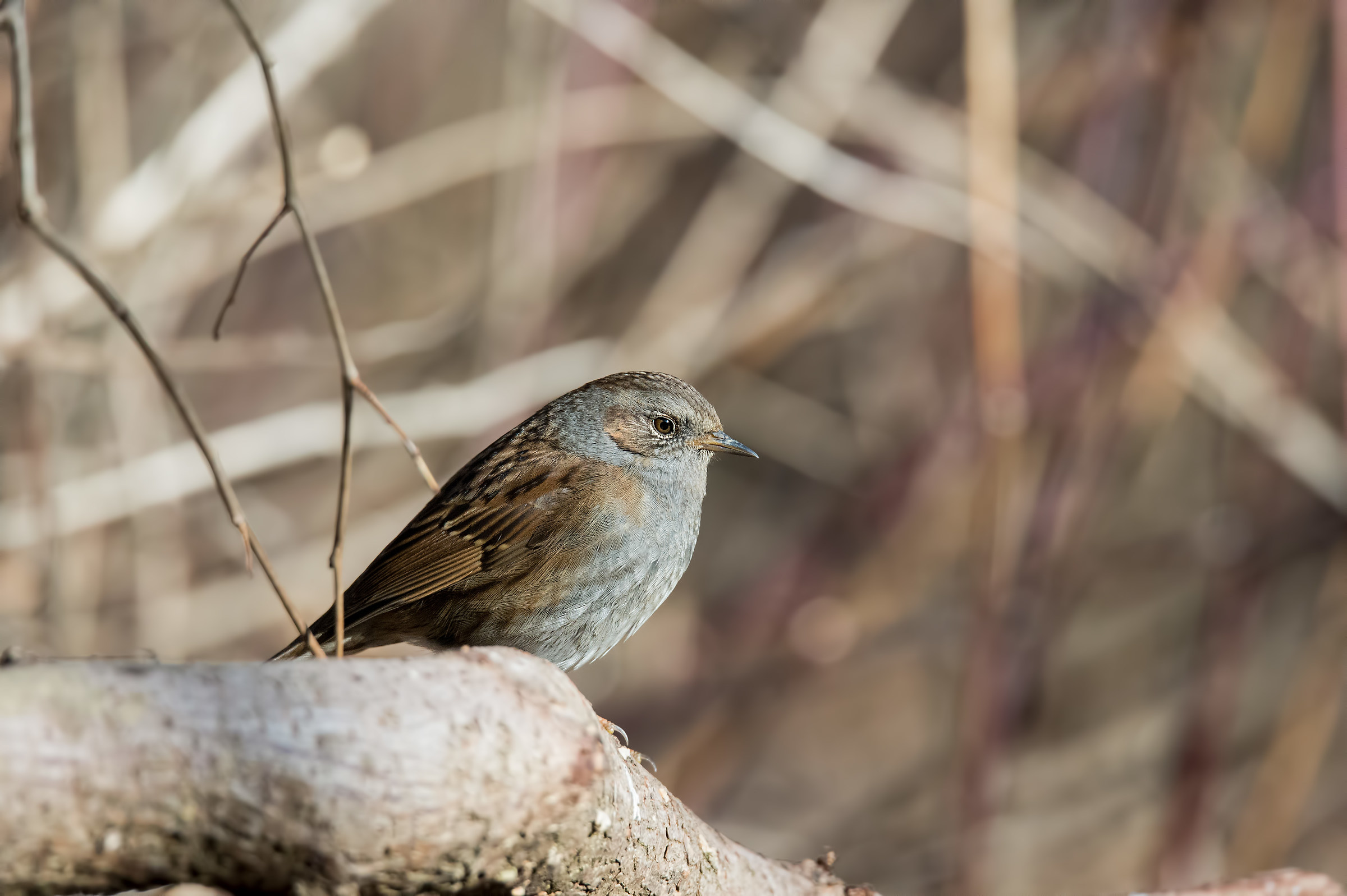 Passera Scopaiola a 6400 iso