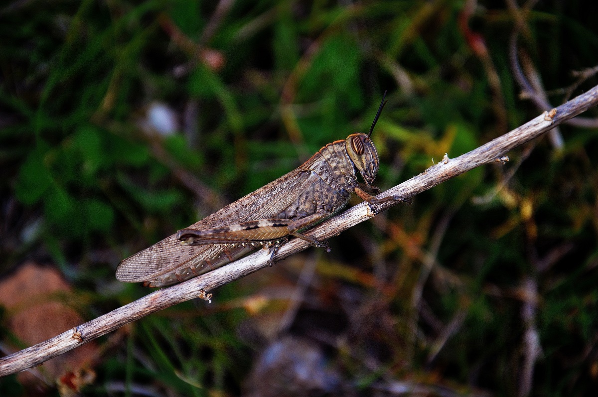 Anacridium aegyptium