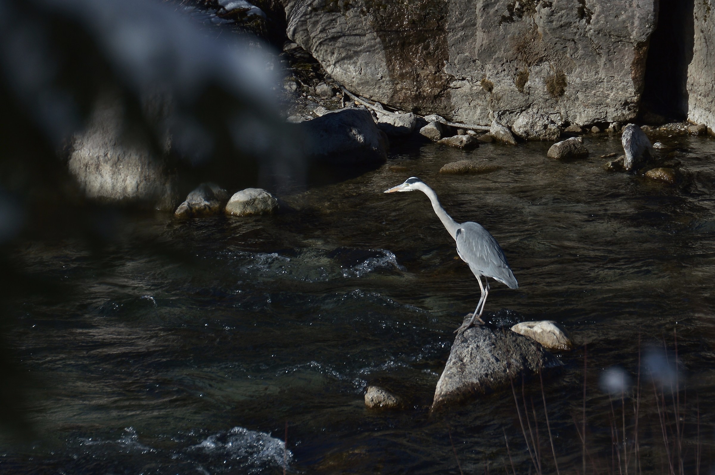 airone cenerino febbraio 11-2016