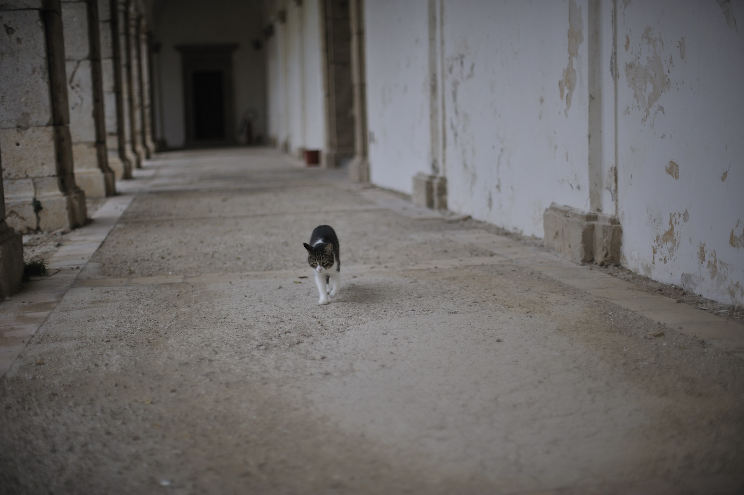 Il gatto della certosa