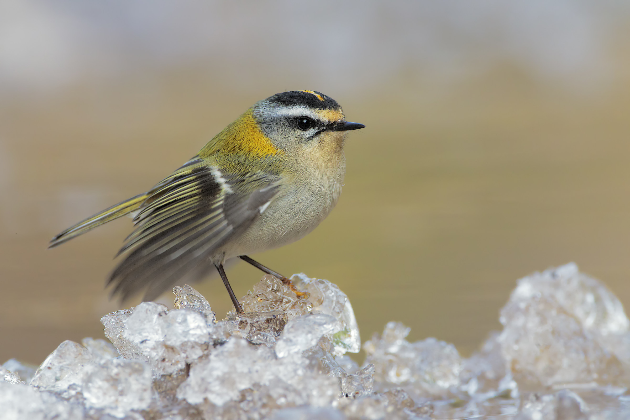 Firecrest on ice 2