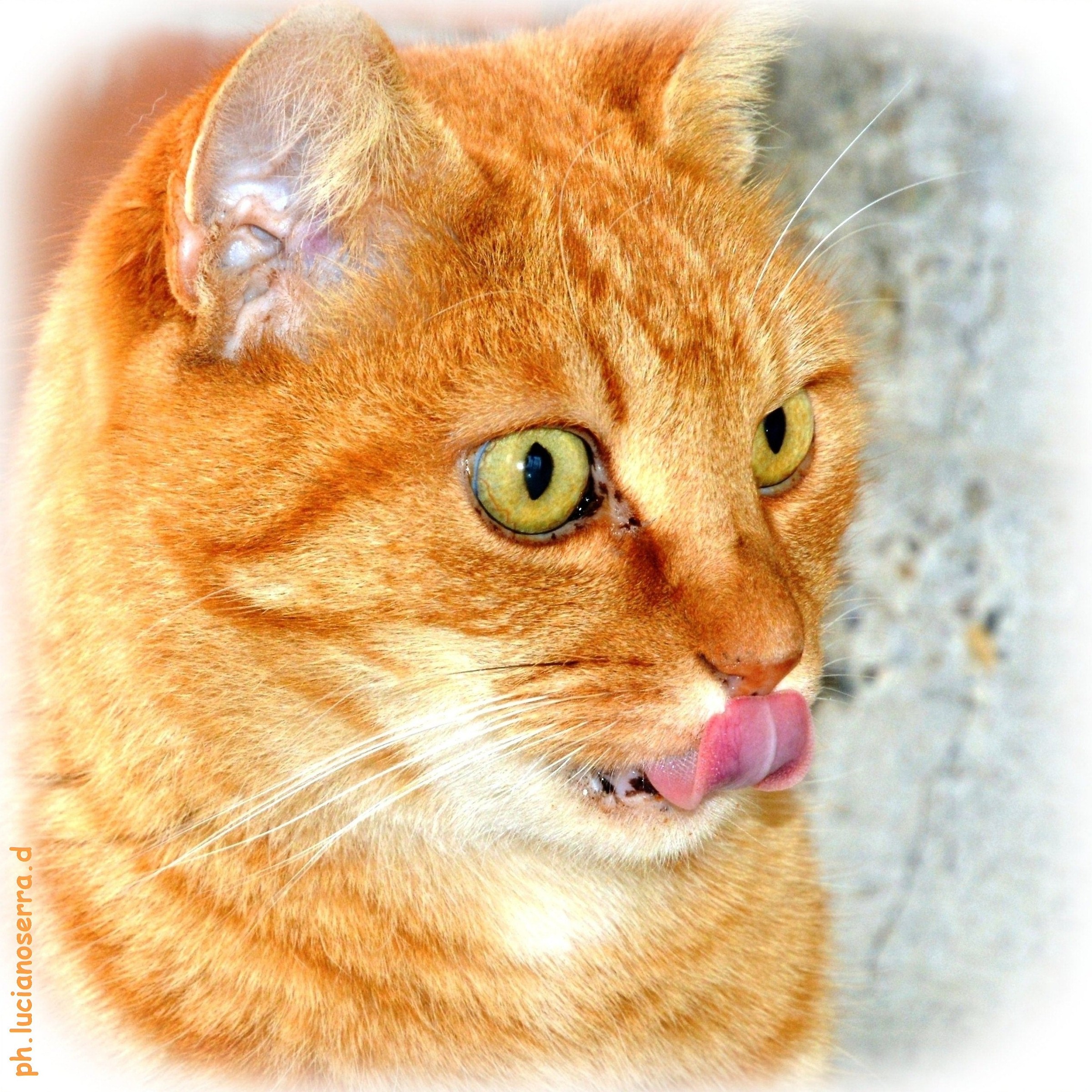 Benjamin ... saw crunchies