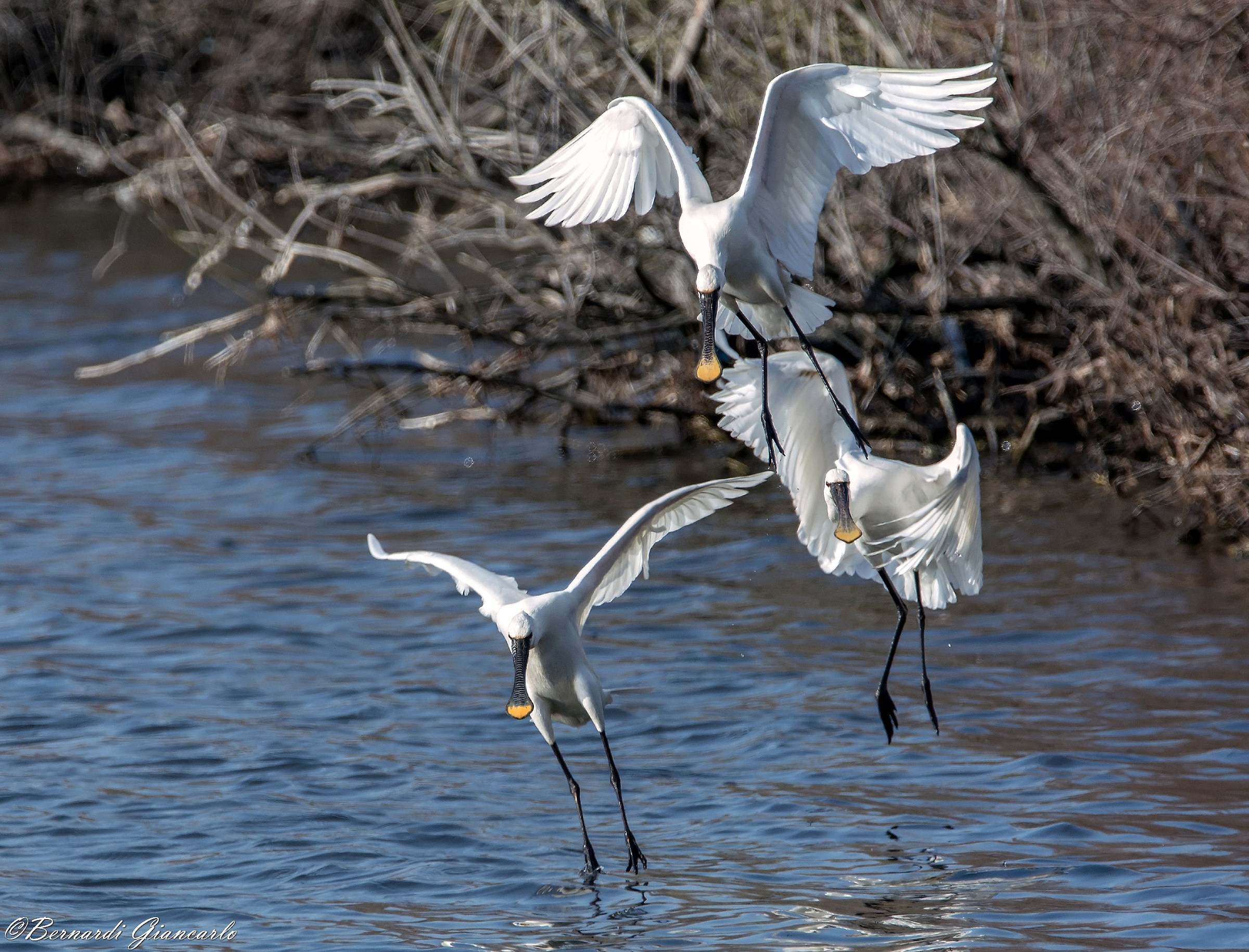 The Dance of Spoonbills