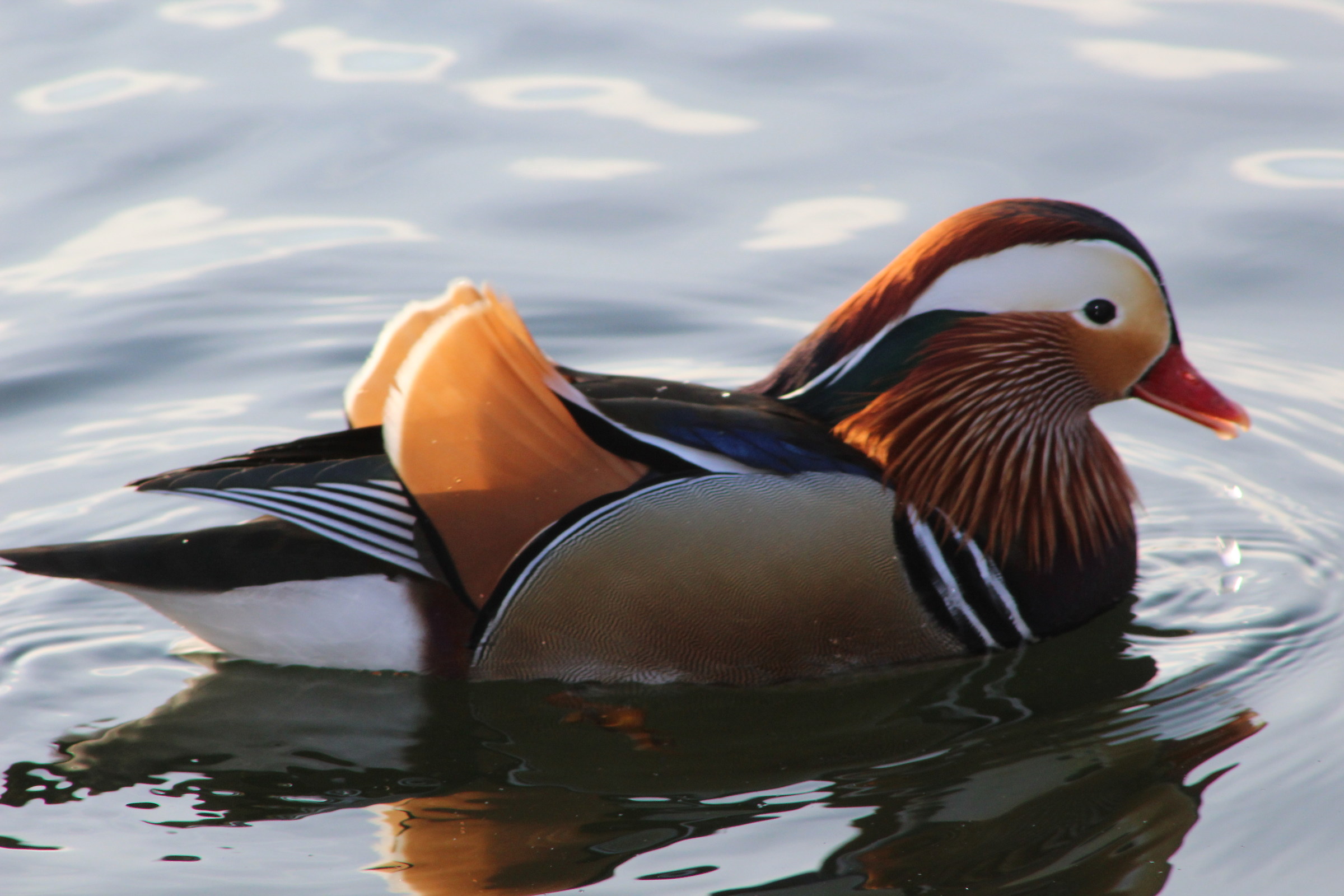 il re della schiranna (va)