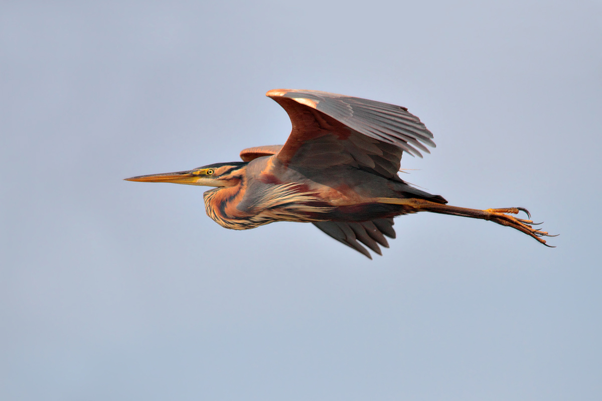 Purple Heron (II)