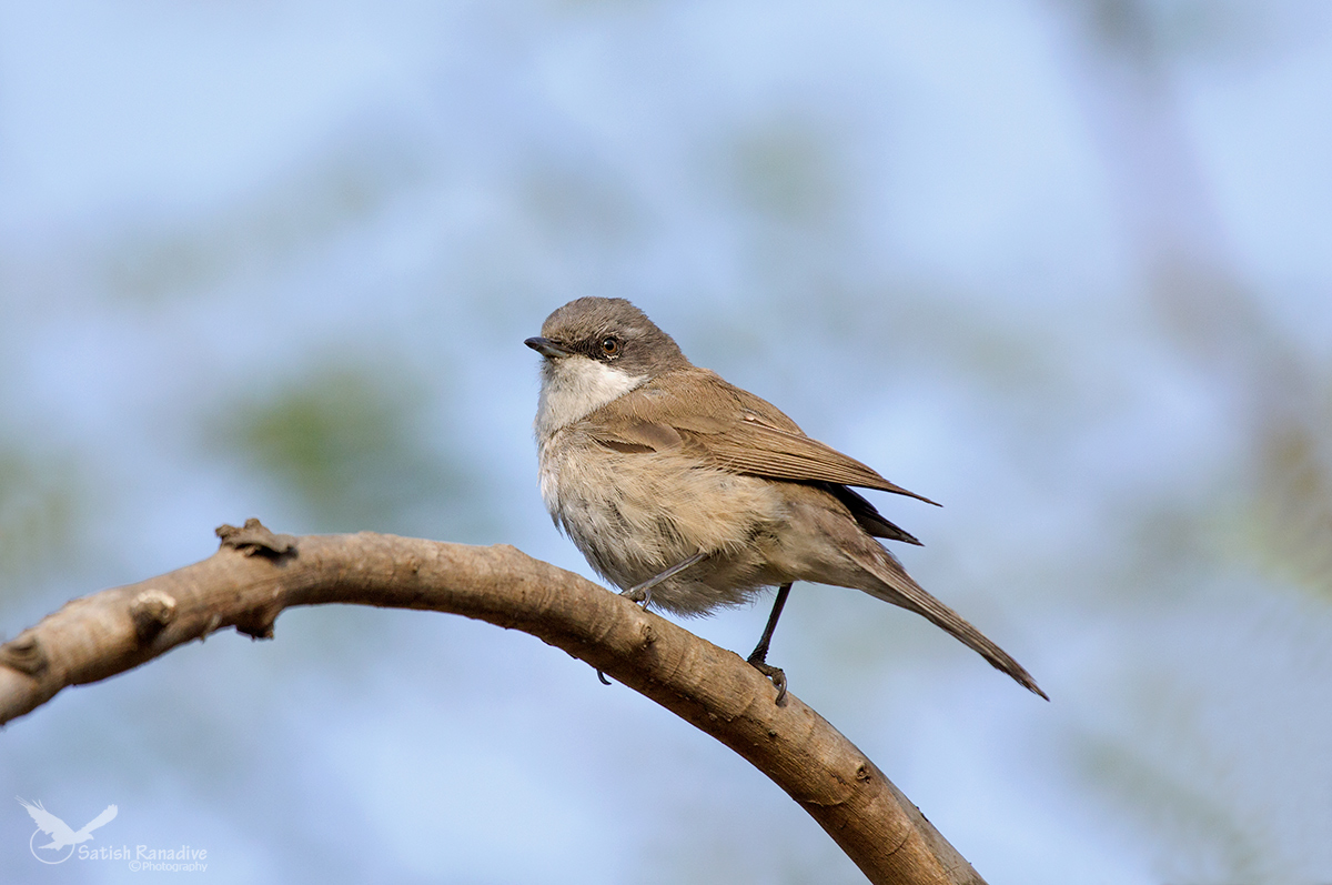 Lesser whitethroat.