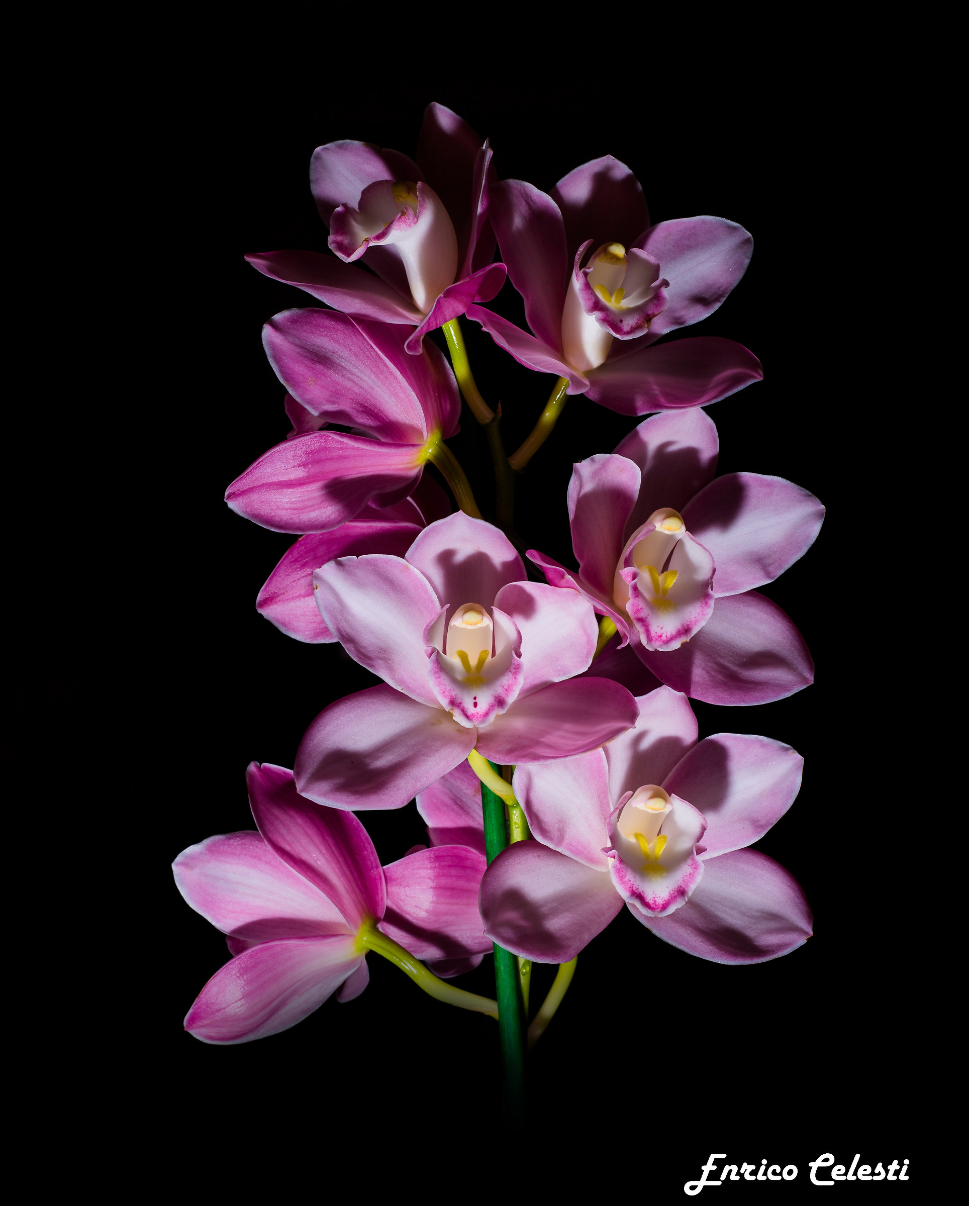 pink Cymbidium