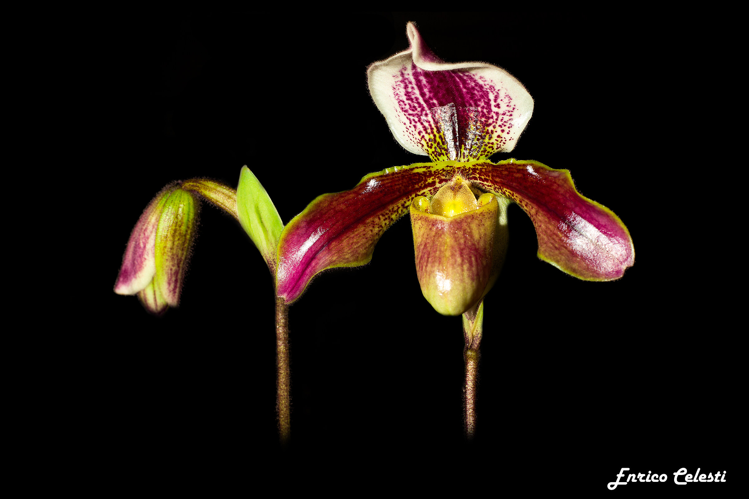 Paphiopedilum