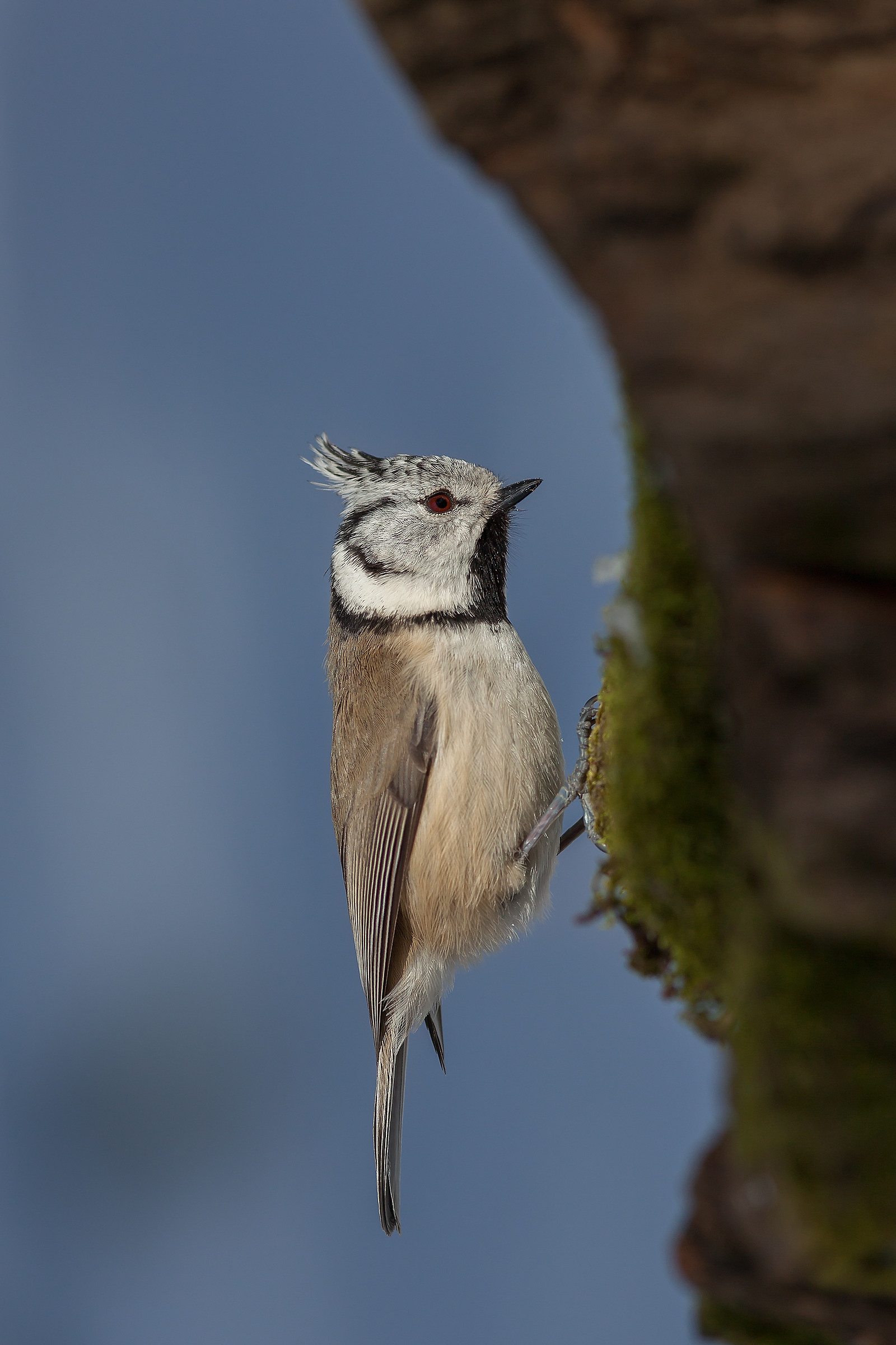 Crested Tit