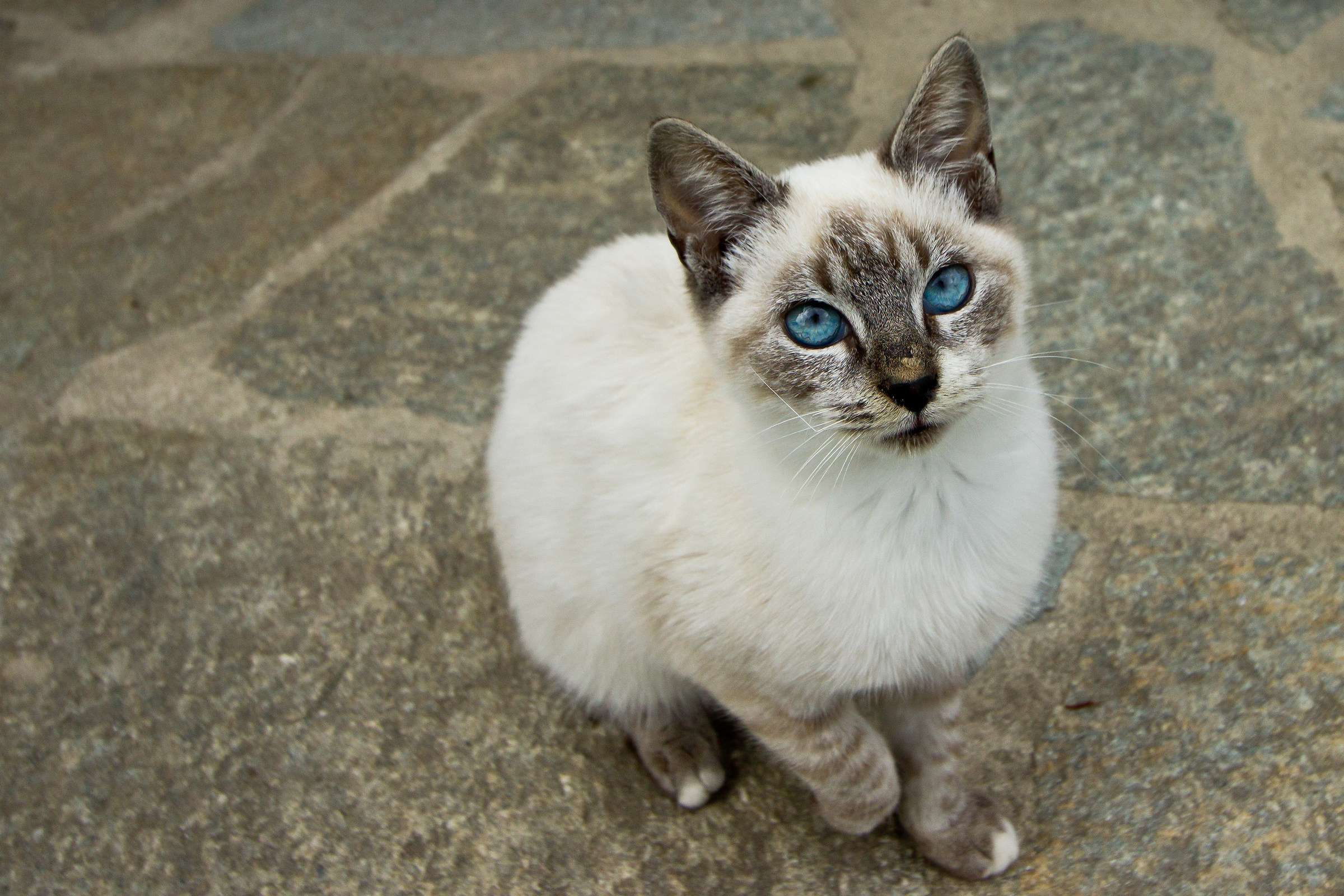small siamese