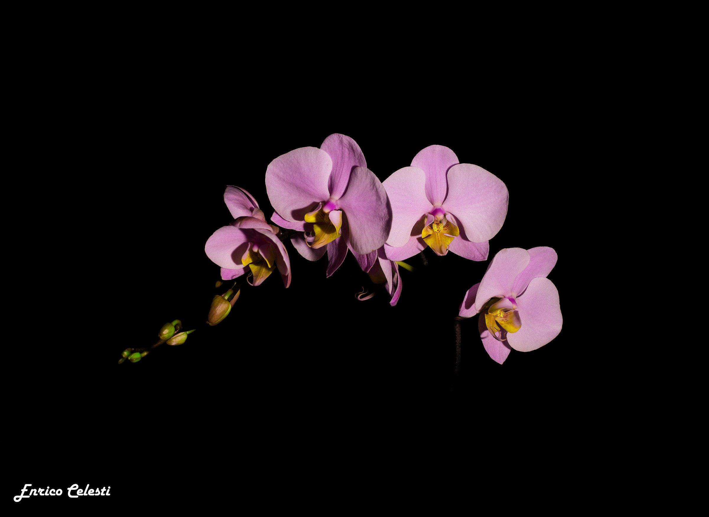 pink Phalaenopsis