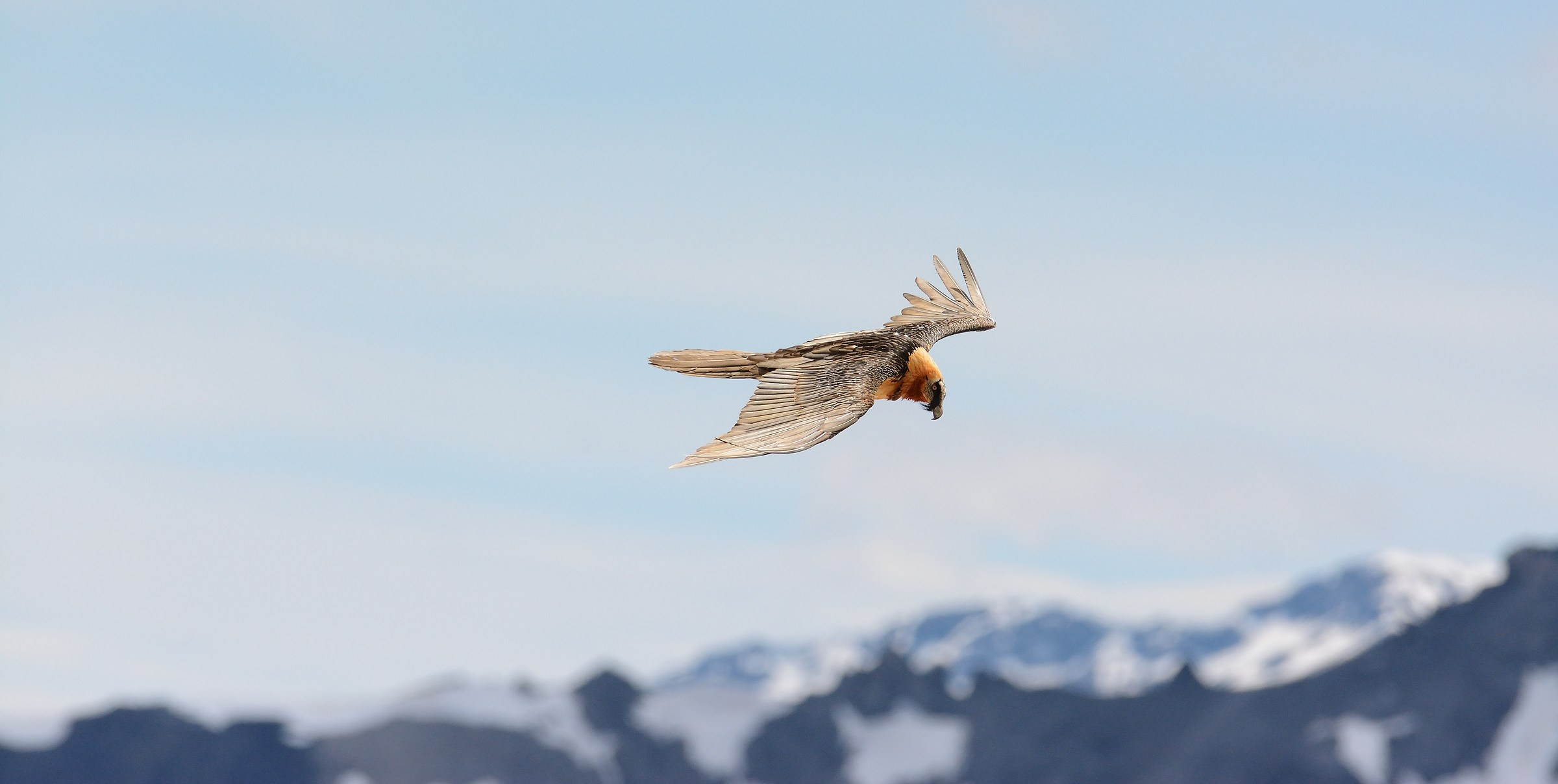 in flight over the tops