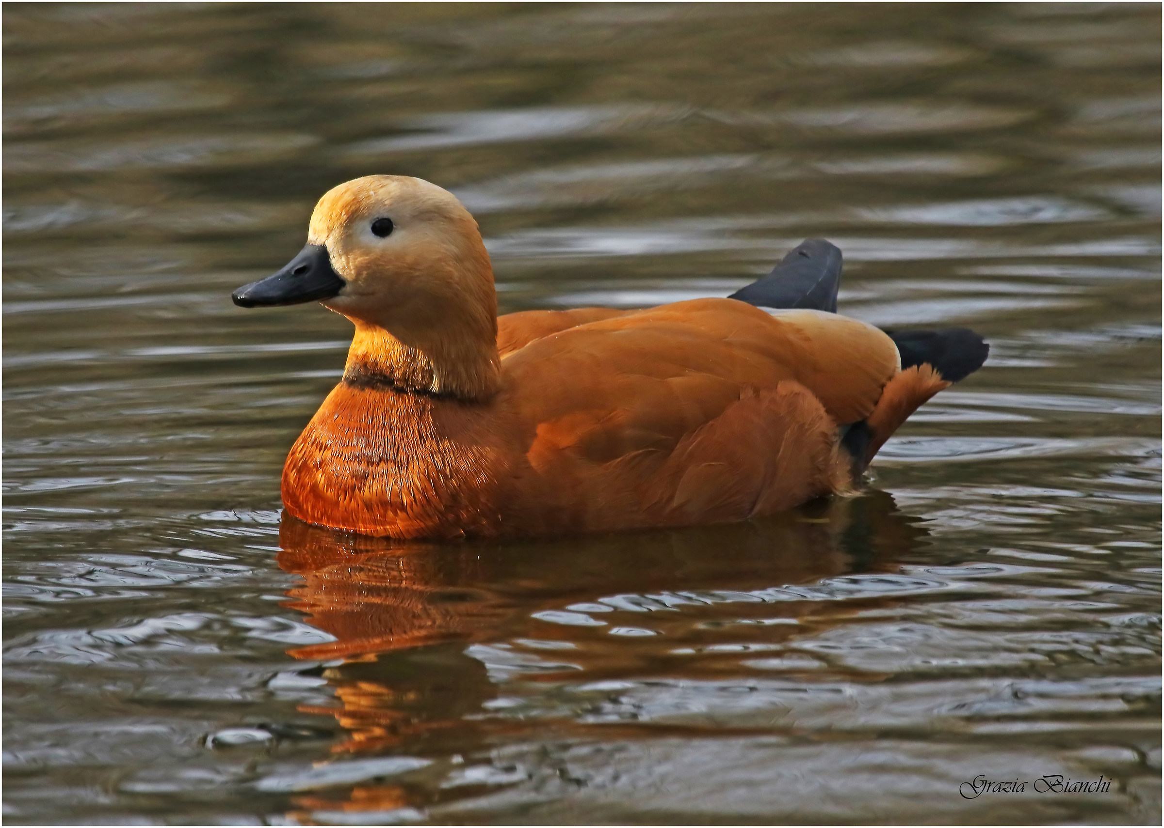 Casarca - Oasi dei Quadris - Fagagna