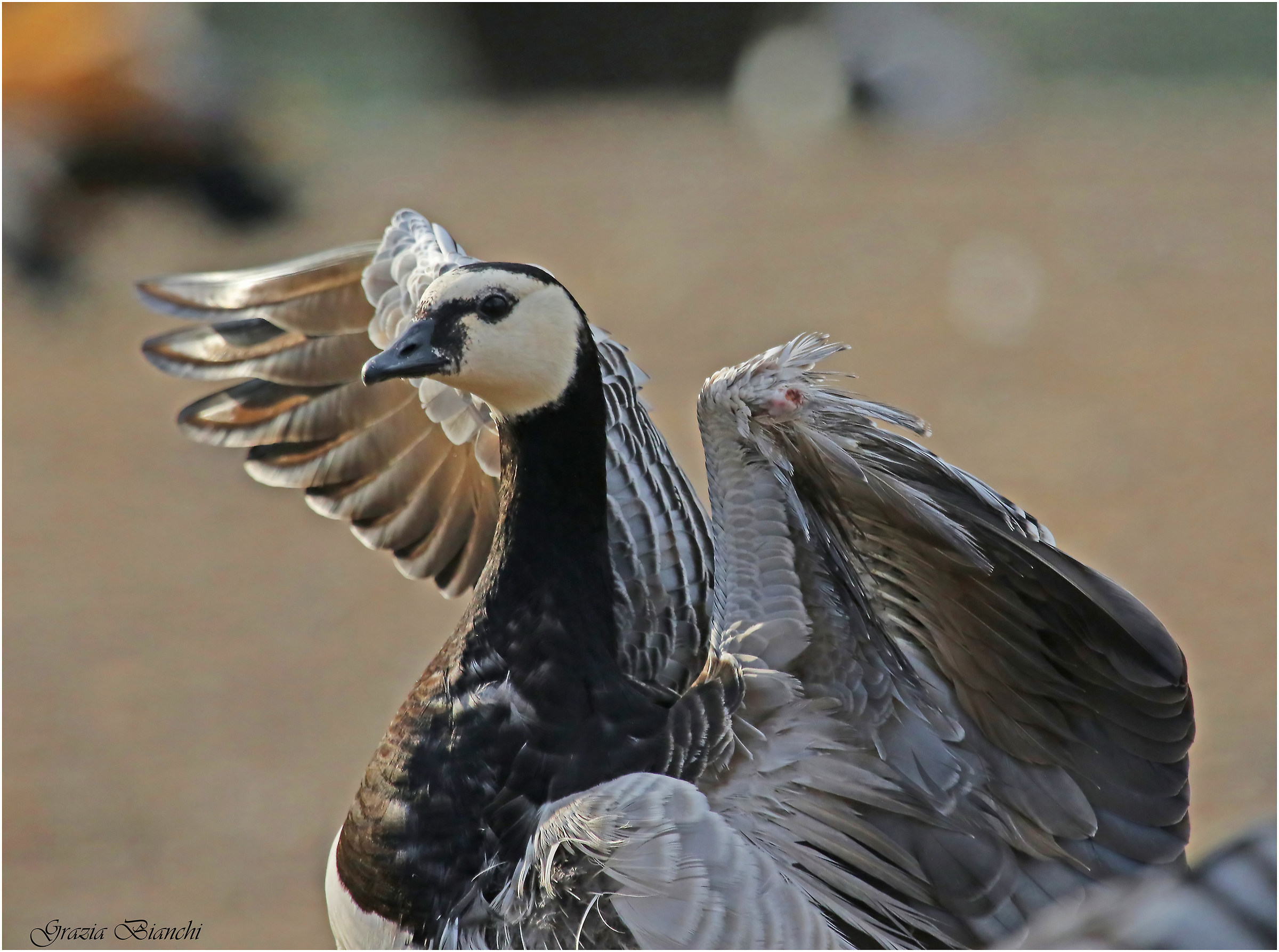 Oca facciabianca - Oasi dei Quadris - Fagagna