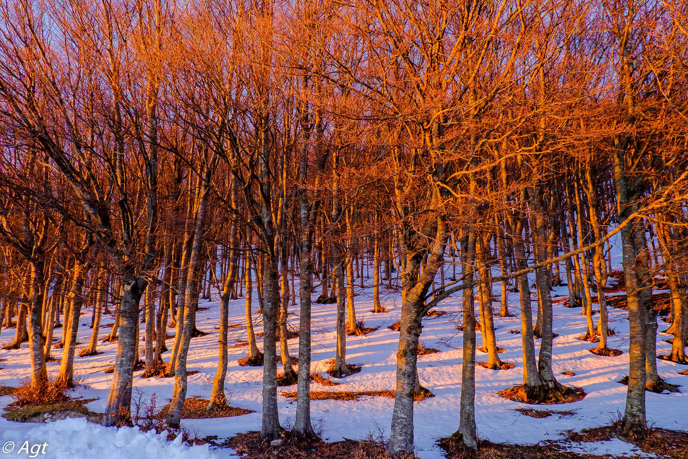 Beech trees at sunset
