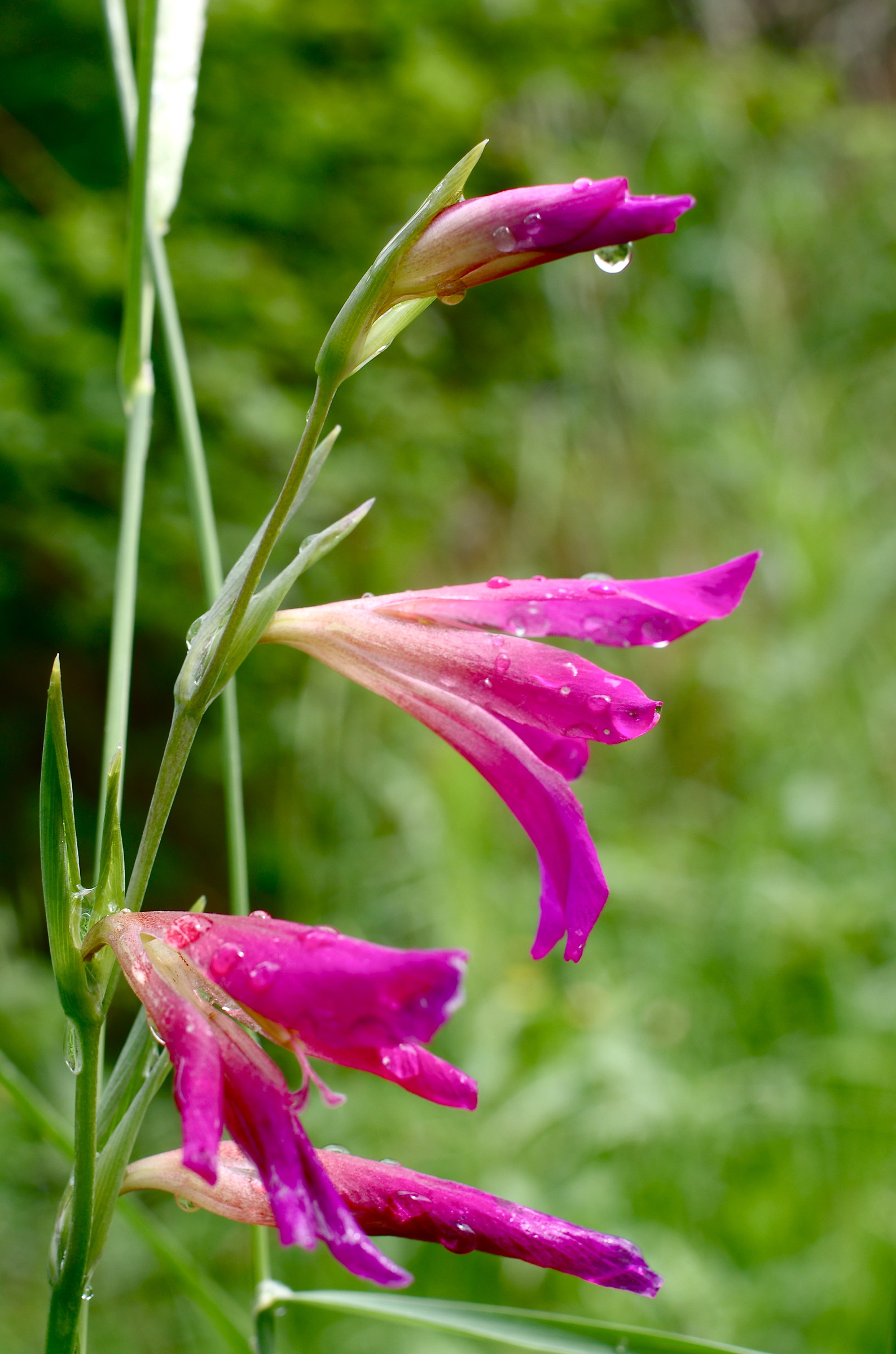 Gladiolus fields