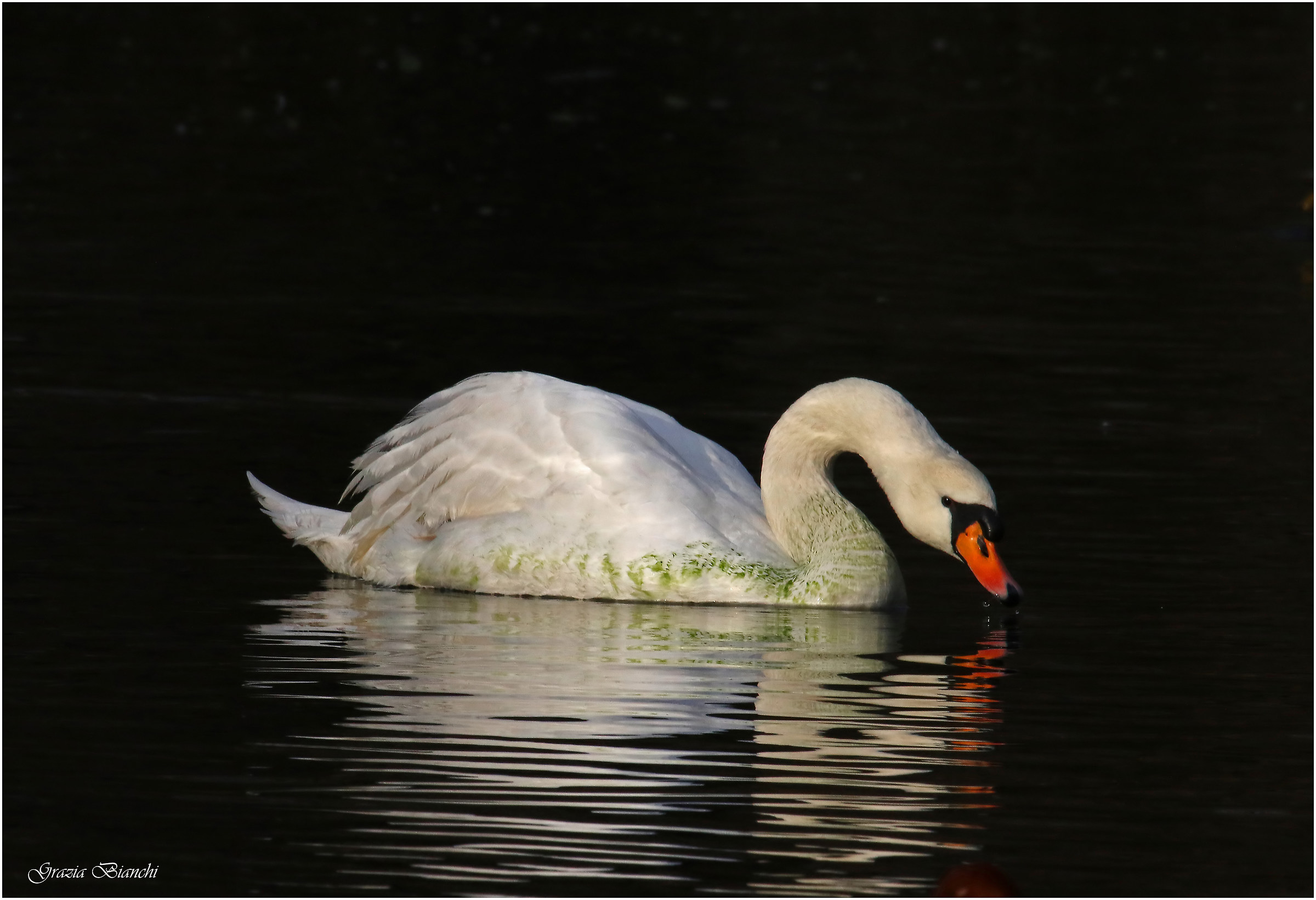 Cigno reale - Oasi dei Quadris - Fagagna