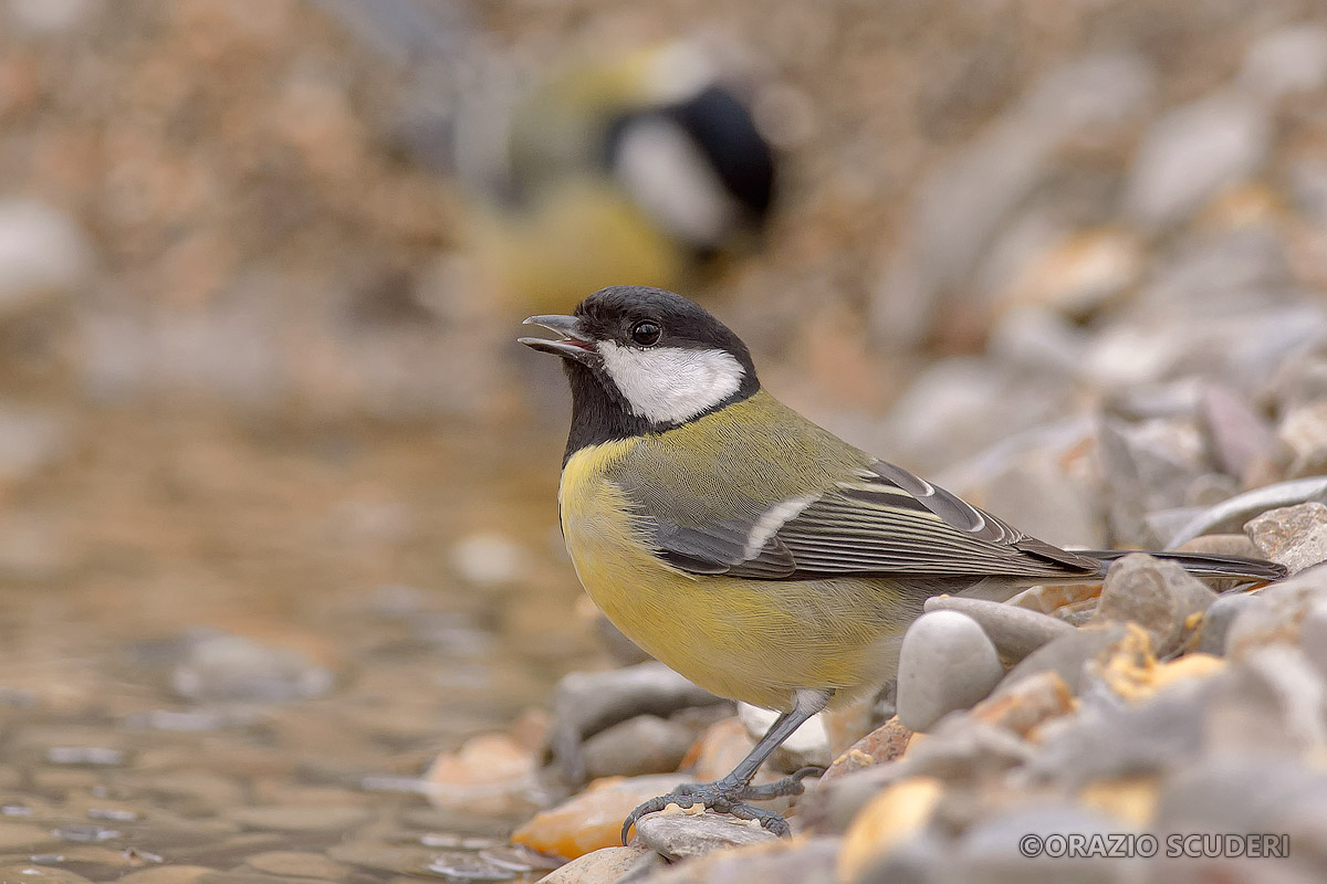 Parus major