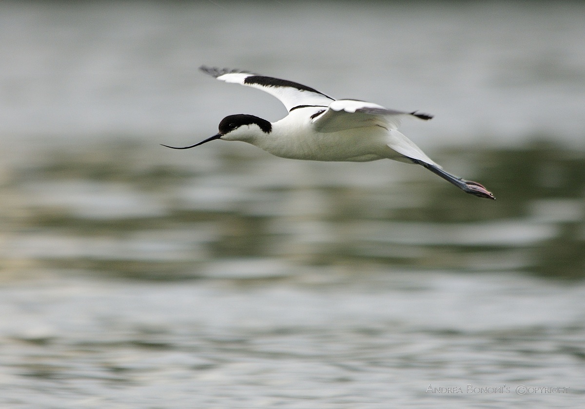 Avocet