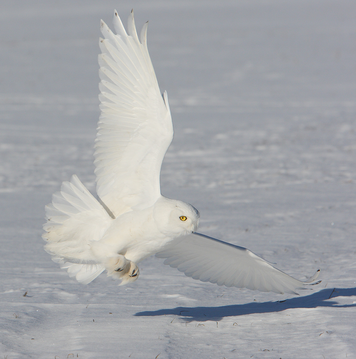 Maschio gufo delle nevi, Ontario, Canada