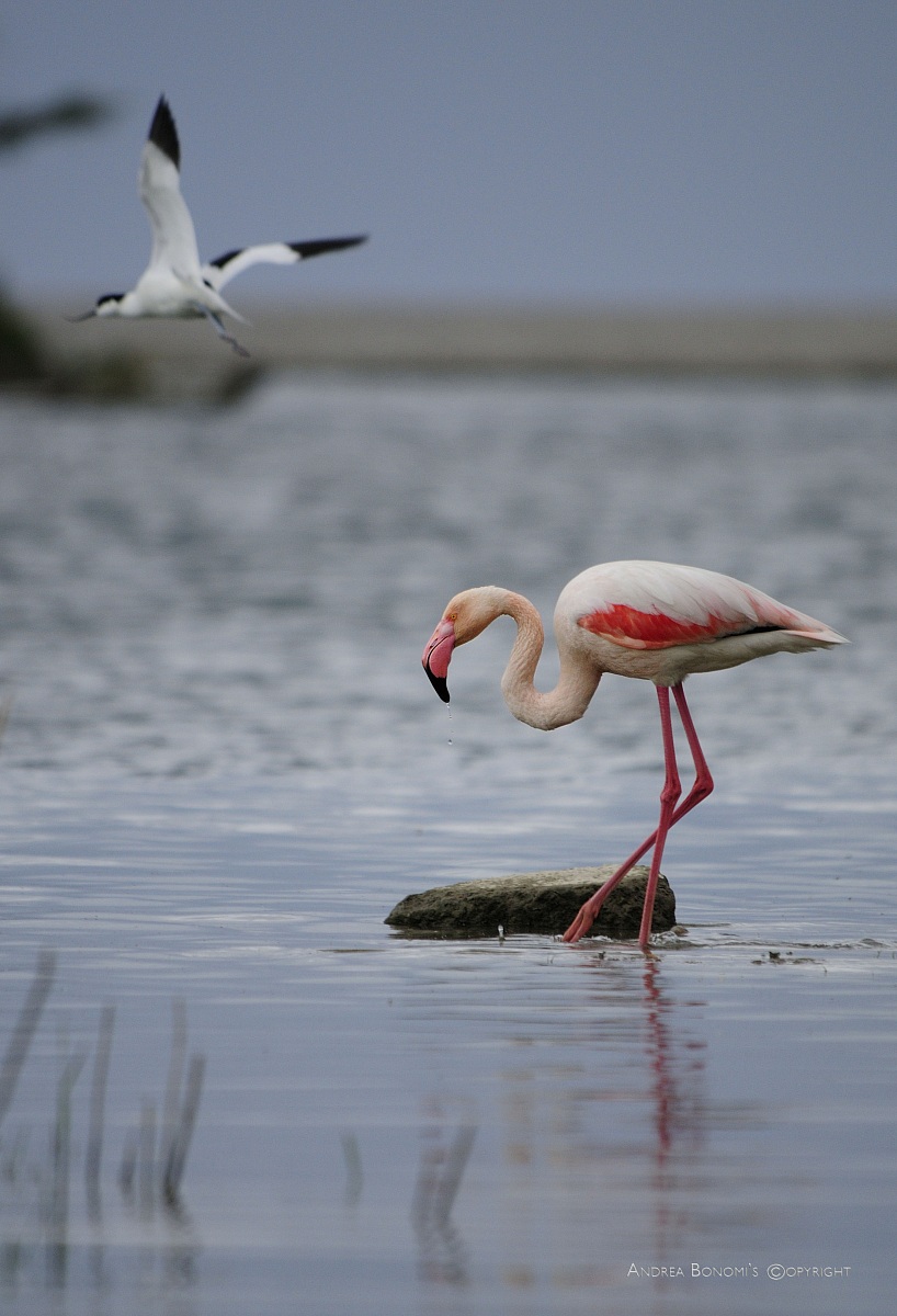 Pink flamingo
