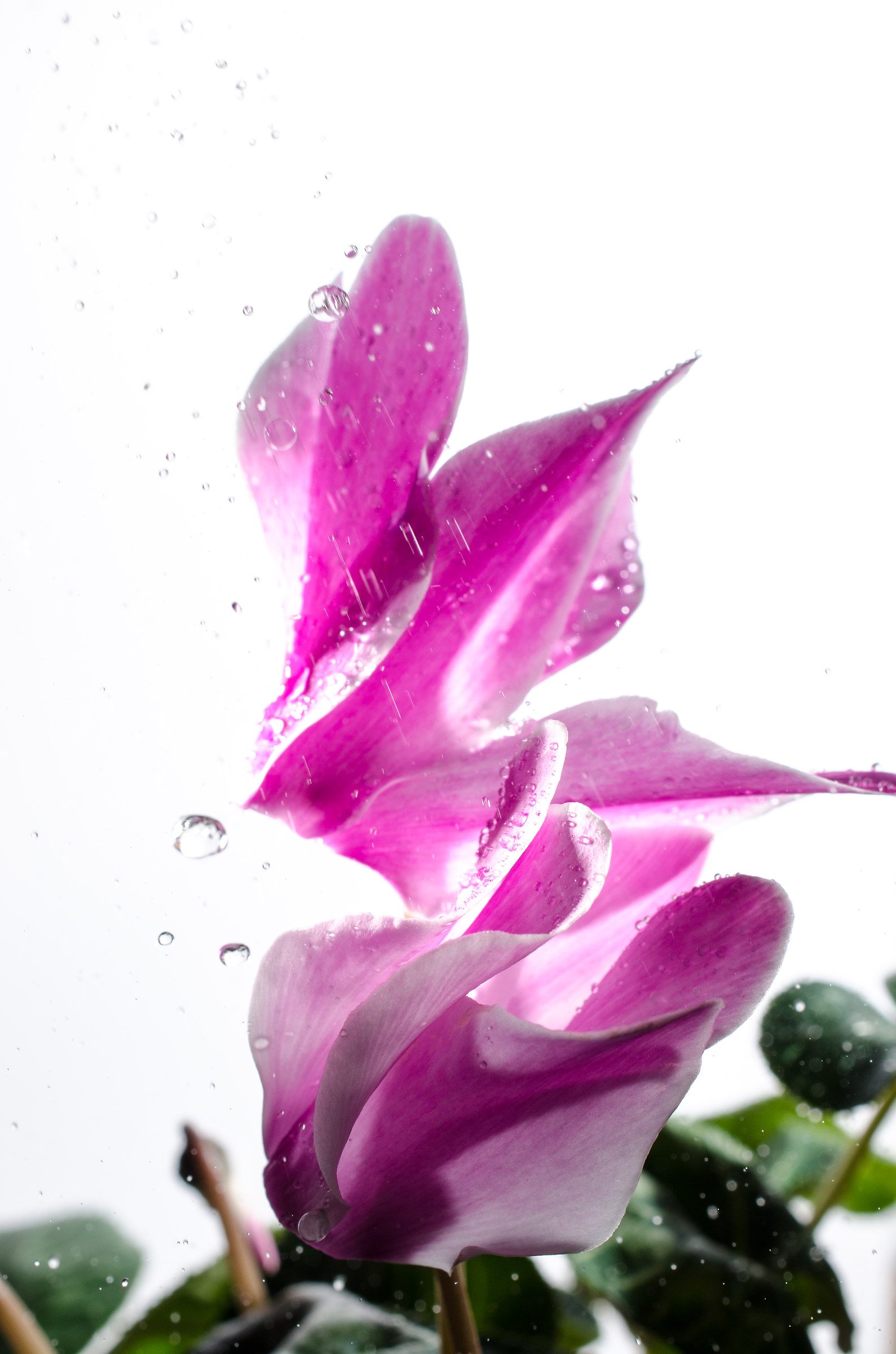 cyclamen d7000 40mm micro 2,8g