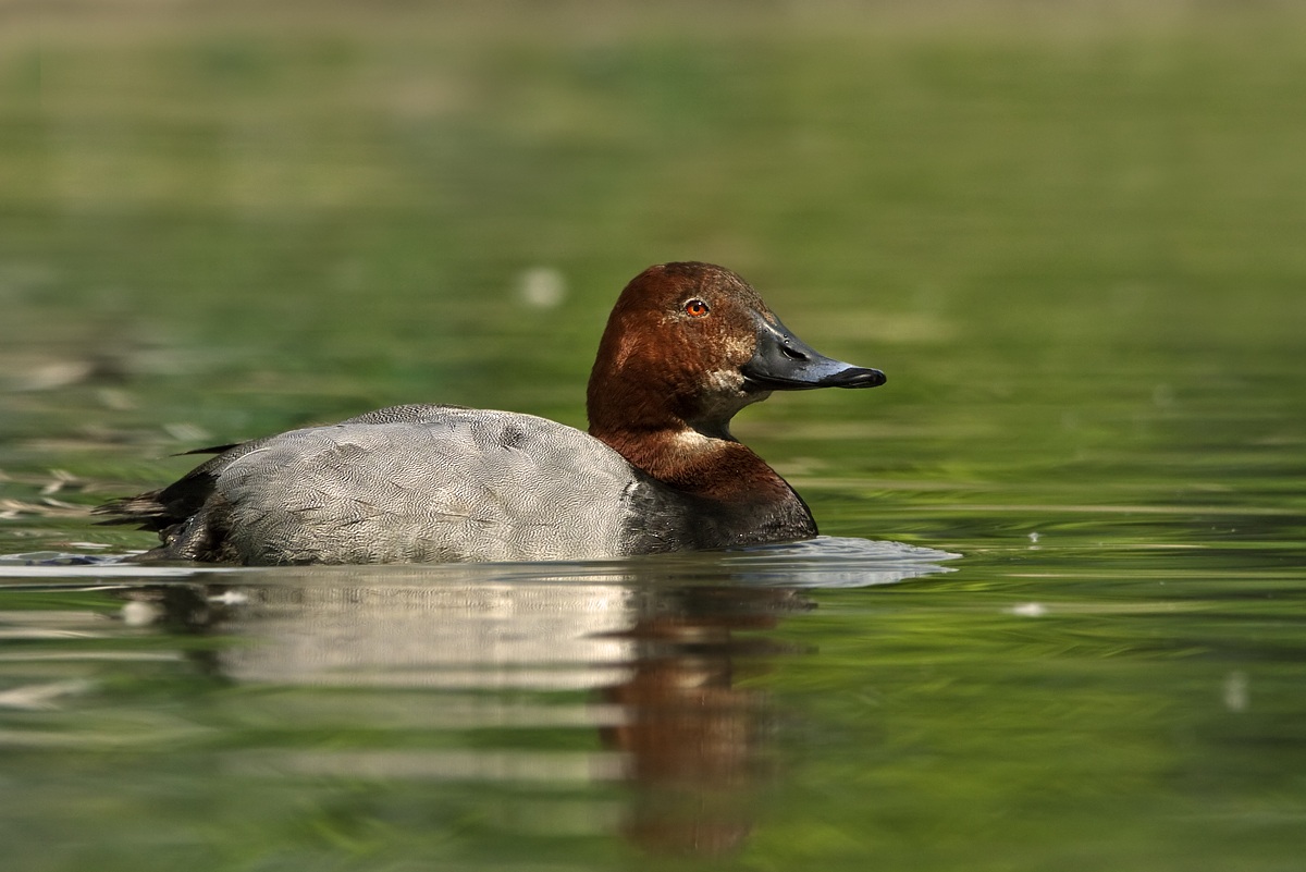 Pochard
