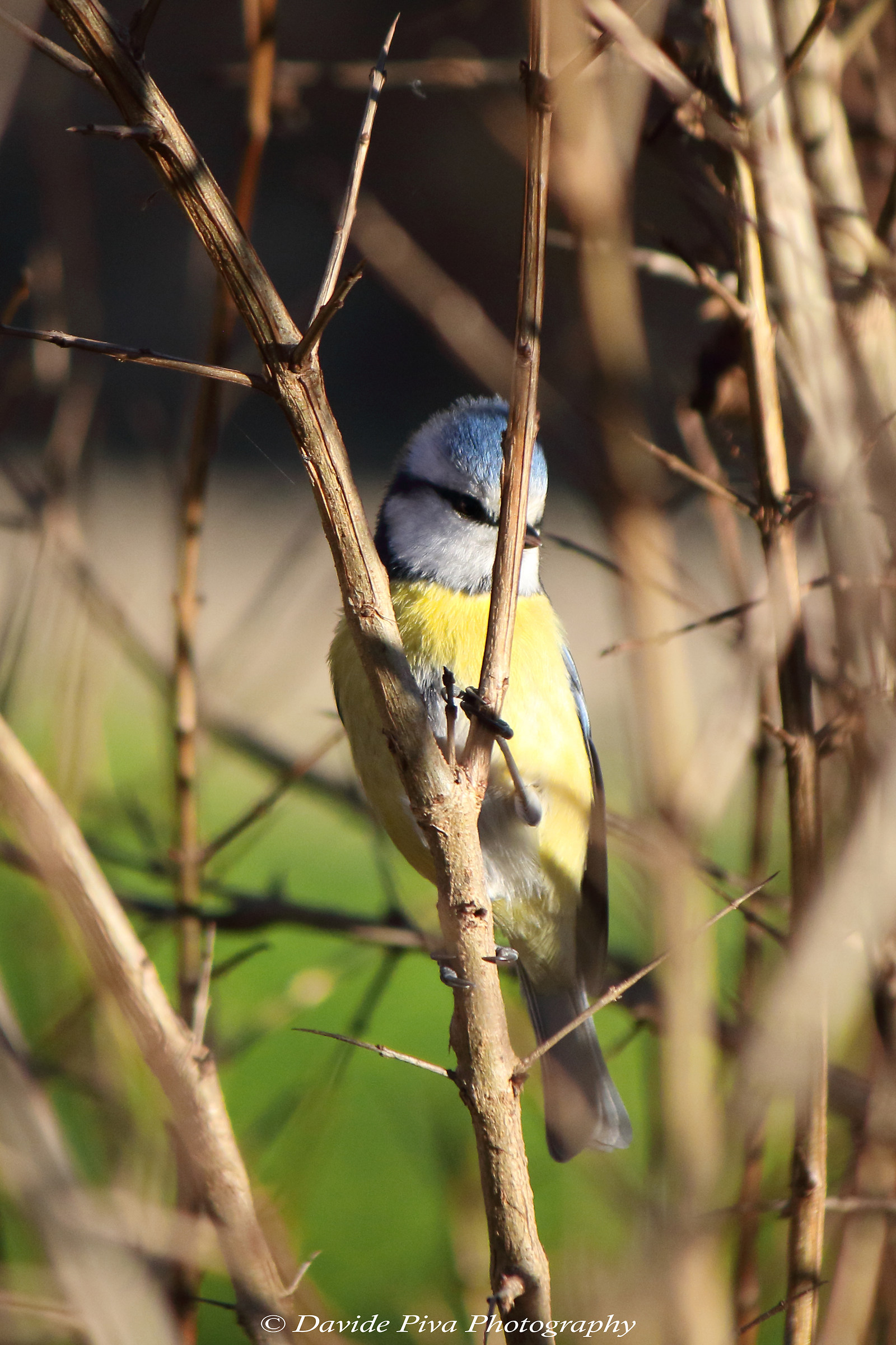 Spiona tit (Parus caeruleus)