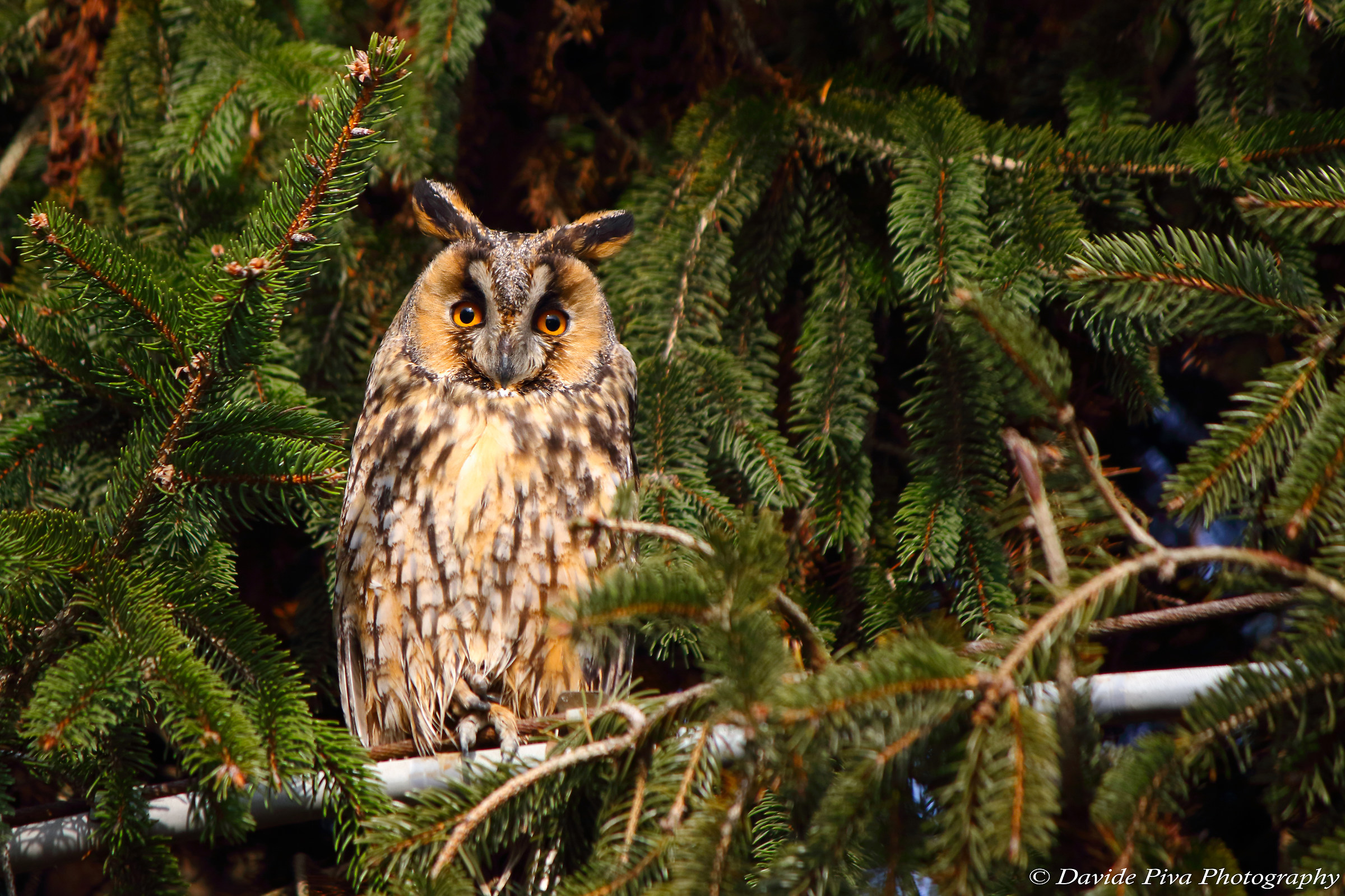 eared owl (Asio otus)