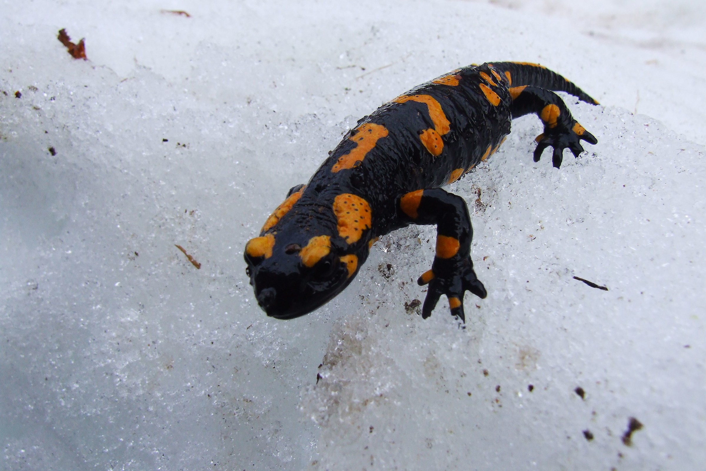 salamandra pezzata sulla neve
